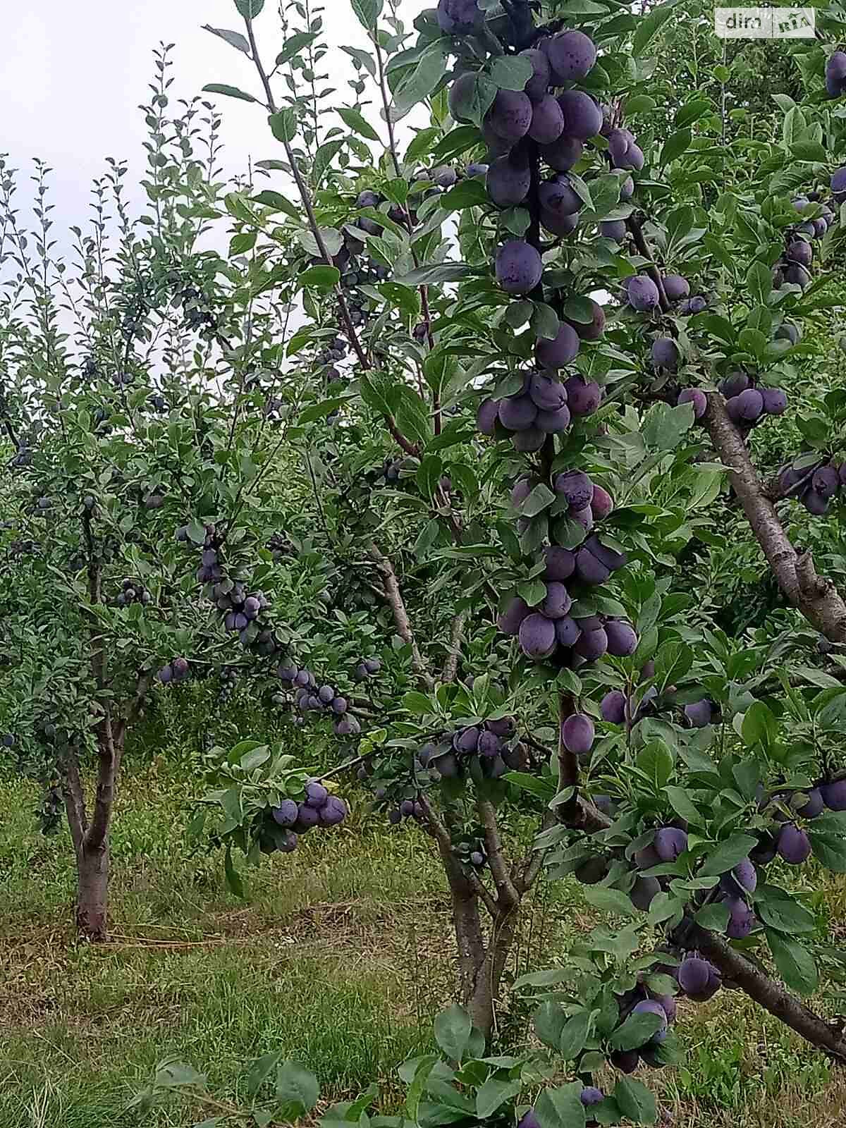 одноповерховий будинок, 49.9 кв. м, цегла. Продаж у Гуньці фото 1