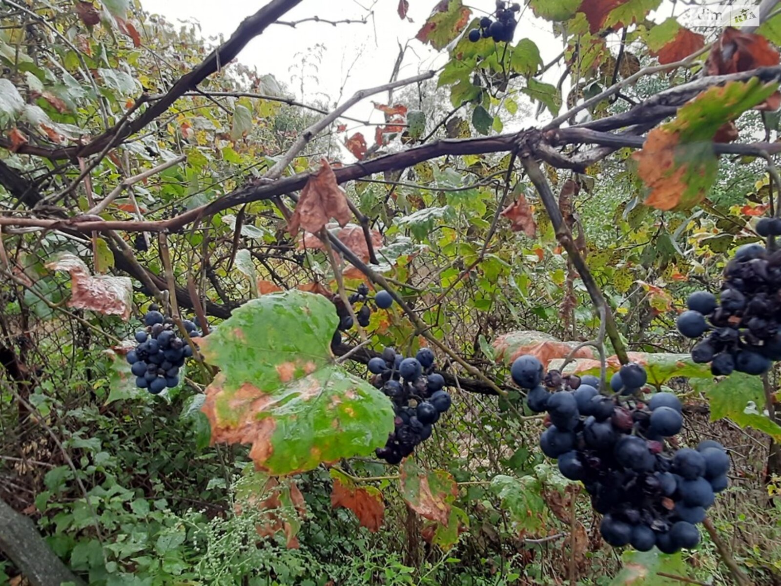 одноэтажный дом, 68.7 кв. м, кирпич. Продажа в Халче фото 1 одноэтажный дом, 68.7 кв. м, кирпич. Продажа в Халче фото 1