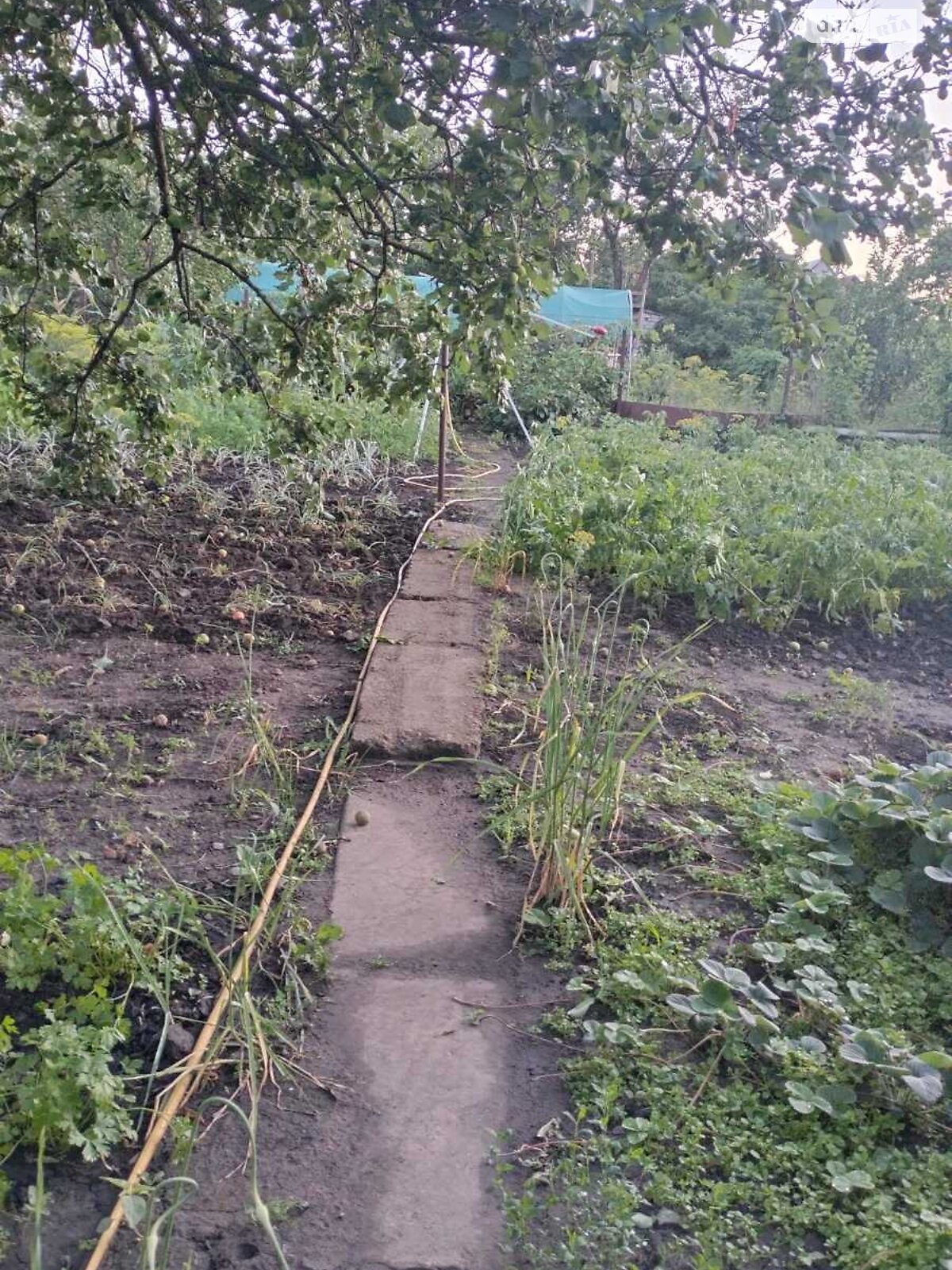 одноповерховий будинок з опаленням, 61 кв. м, цегла. Продаж у Ілларіонові фото 1 одноповерховий будинок з опаленням, 61 кв. м, цегла. Продаж у Ілларіонові фото 1