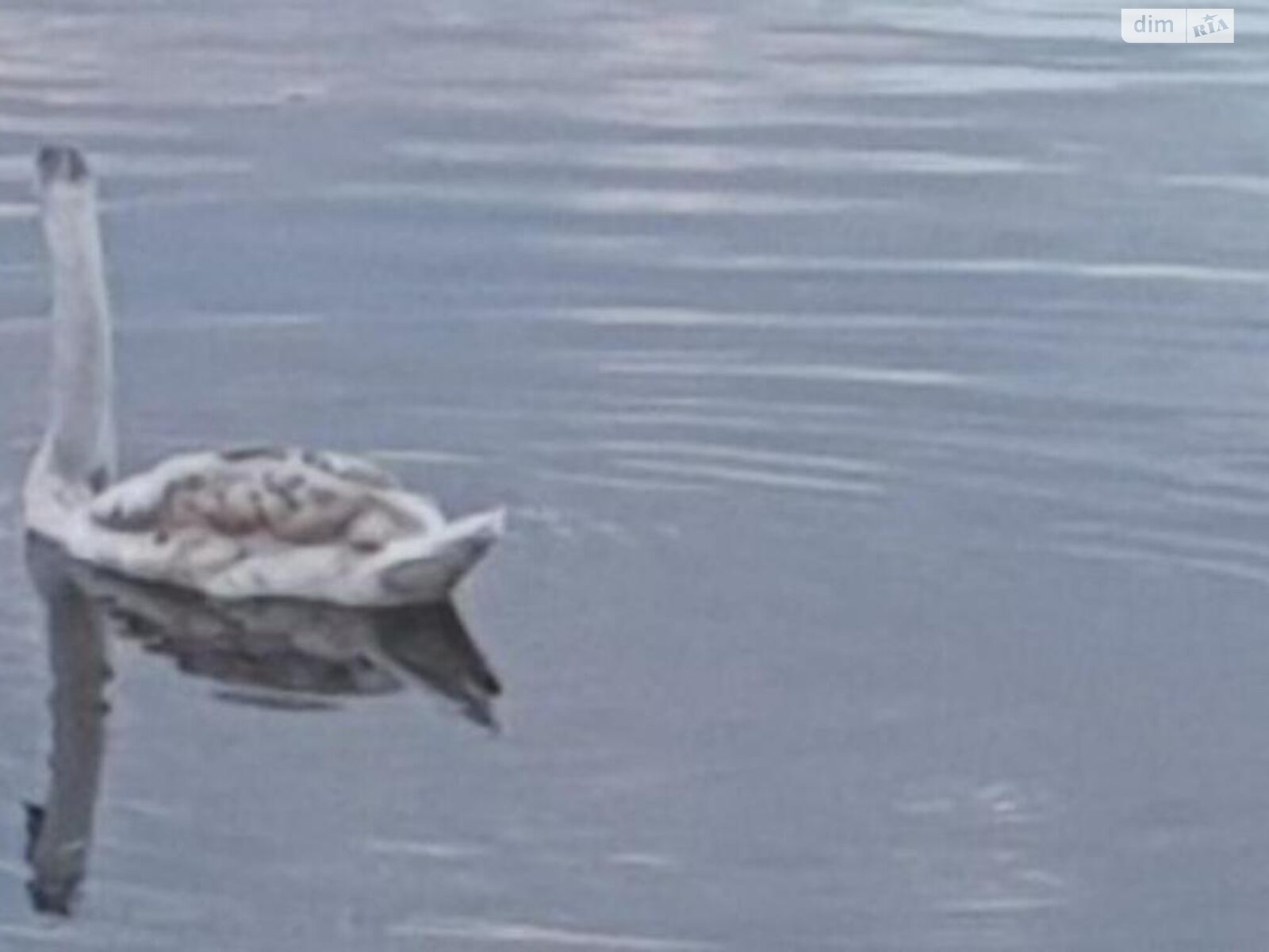 одноповерховий будинок з верандою, 62.2 кв. м, дерево та цегла. Продаж у Жавинці фото 1