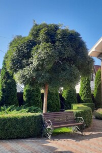 двухэтажный дом беседка, 172.4 кв. м, кирпич. Продажа в Житомире район Корбутовка фото 2