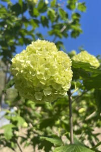 двухэтажный дом, 50 кв. м, кирпич. Продажа в Каменице фото 2
