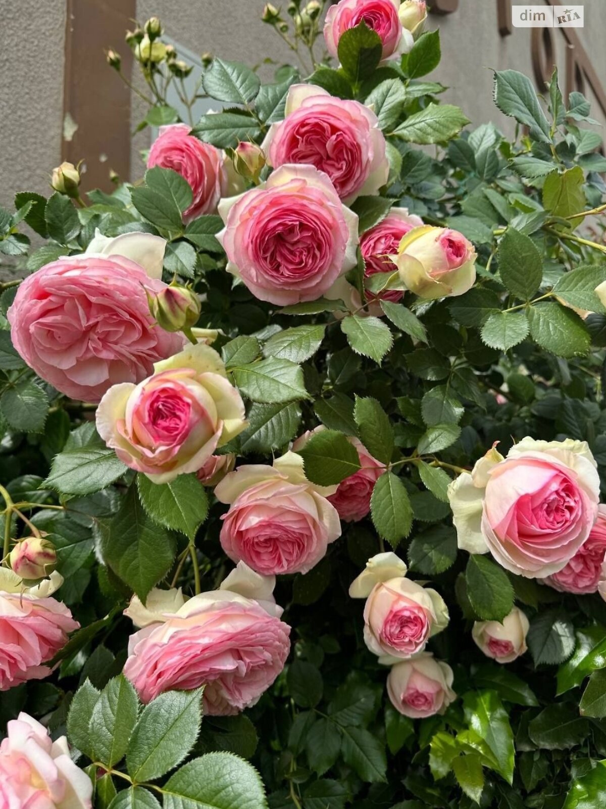 двоповерховий будинок, 145.1 кв. м, цегла. Продаж у Киблярах фото 1