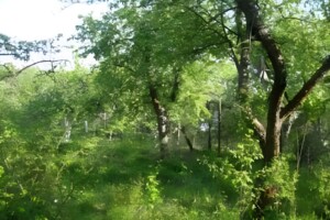 одноповерховий будинок, 30 кв. м, цегла. Продаж у Києві фото 2