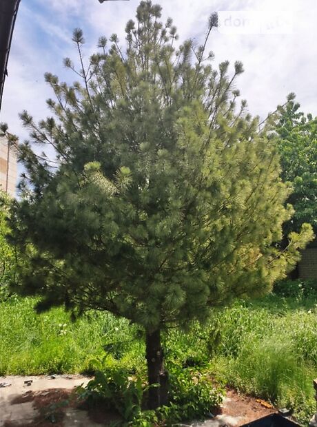 двоповерховий будинок з каміном, 300 кв. м, керамзітобетон. Продаж в Києві, район Райдужний Масив фото 1 двоповерховий будинок з каміном, 300 кв. м, керамзітобетон. Продаж в Києві, район Райдужний Масив фото 1
