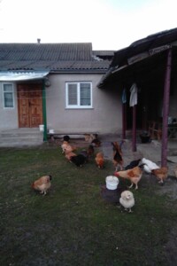 одноповерховий будинок, 100 кв. м, шлакоблок. Продаж у Колибані фото 2
