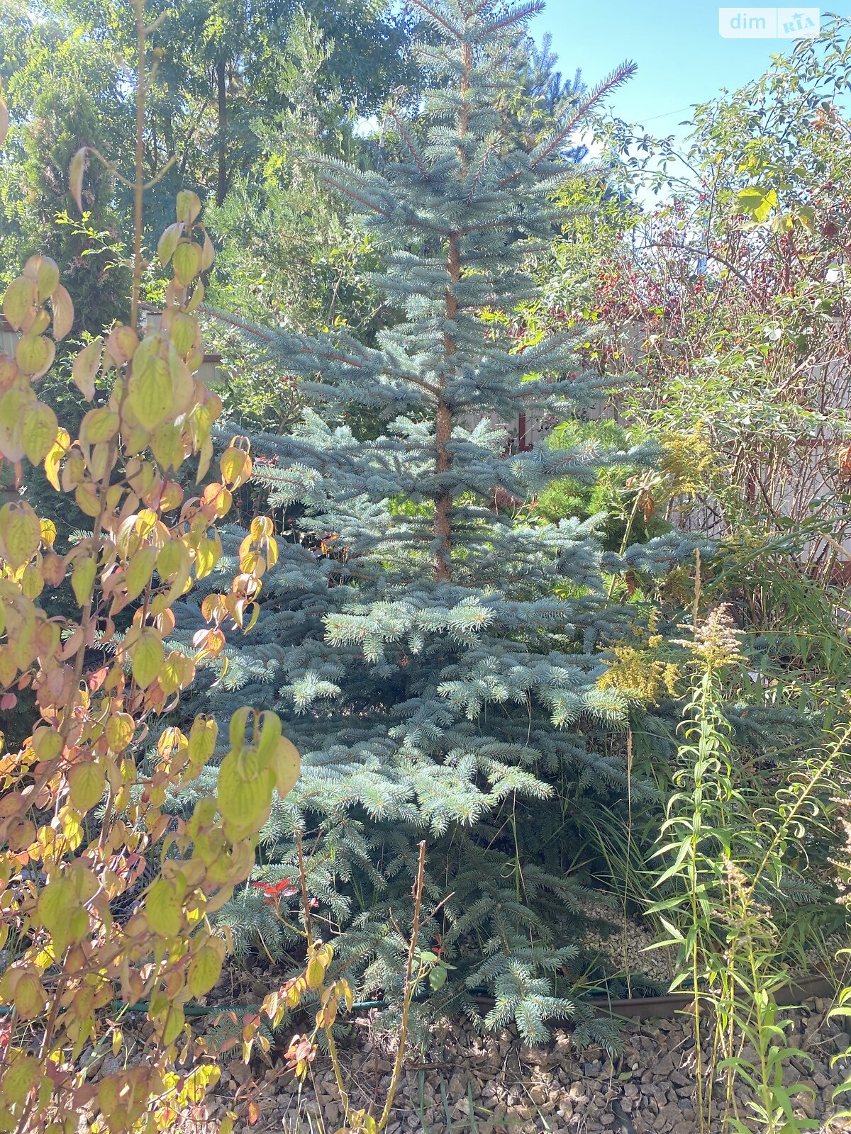 двоповерховий будинок з опаленням, 154.8 кв. м, цегла. Продаж у Колонщині фото 1