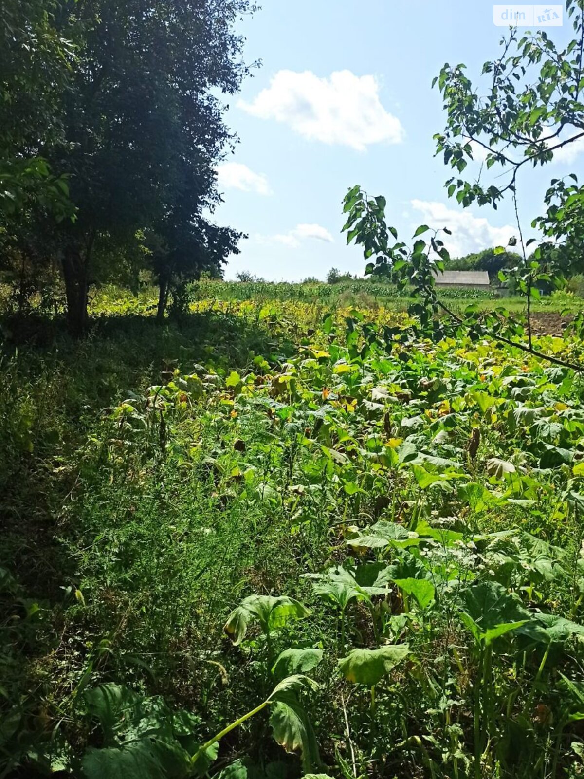 одноповерховий будинок веранда, 71 кв. м, блочно-цегляний. Продаж у Комаргороді фото 1