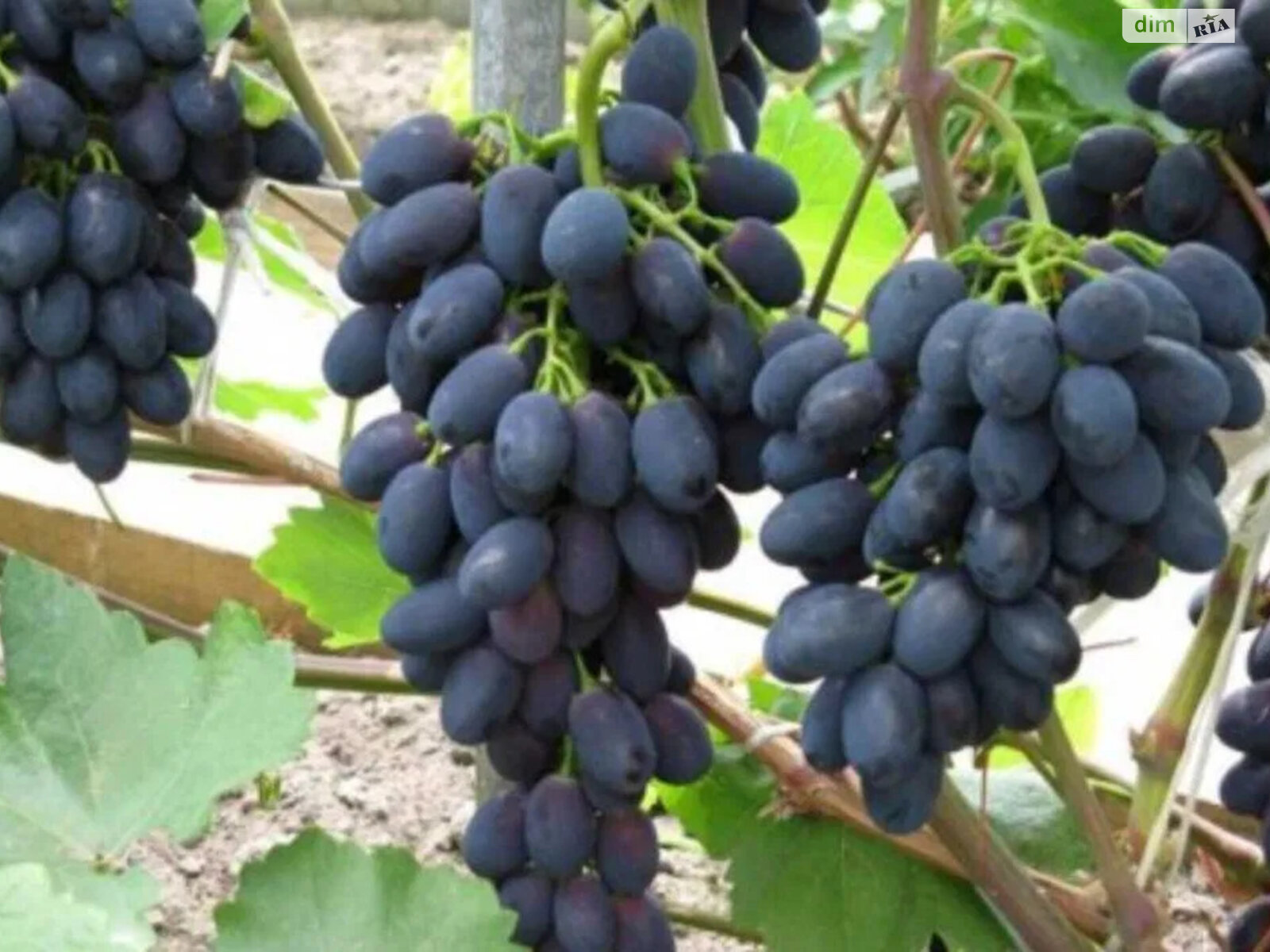 одноэтажный дом с верандой, 20 кв. м, кирпич. Продажа в Кременчуге фото 1