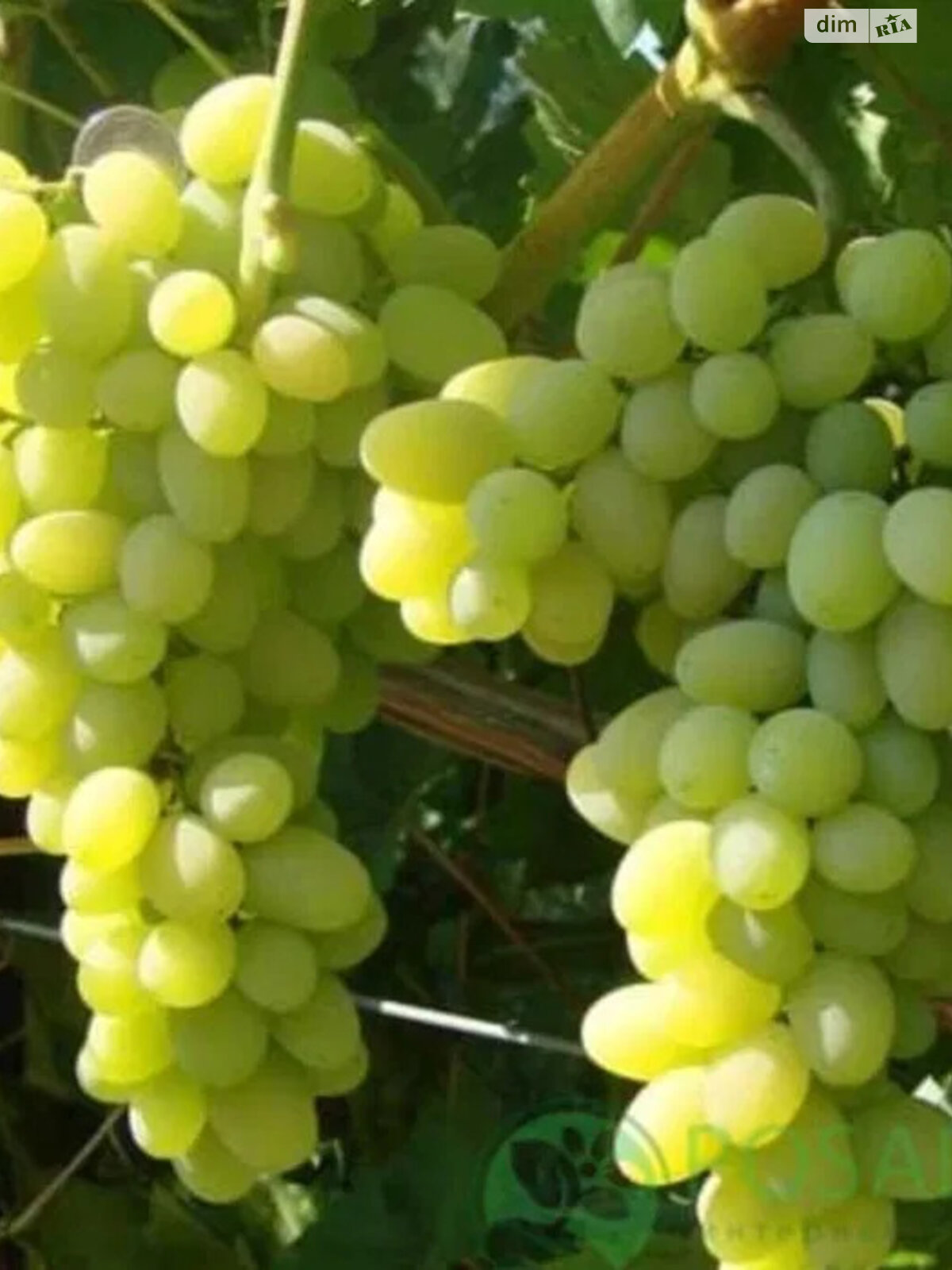 одноэтажный дом с верандой, 20 кв. м, кирпич. Продажа в Кременчуге фото 1