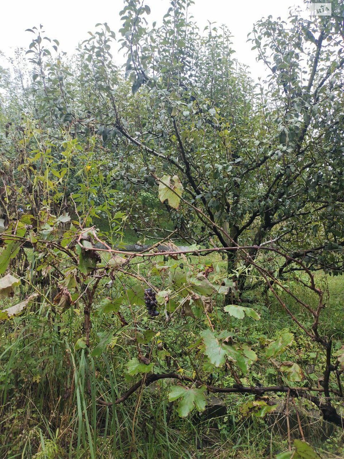 одноповерховий будинок, 135.9 кв. м, блочно-кирпичный. Продаж у Підгірцях фото 1 одноповерховий будинок, 135.9 кв. м, блочно-кирпичный. Продаж у Підгірцях фото 1