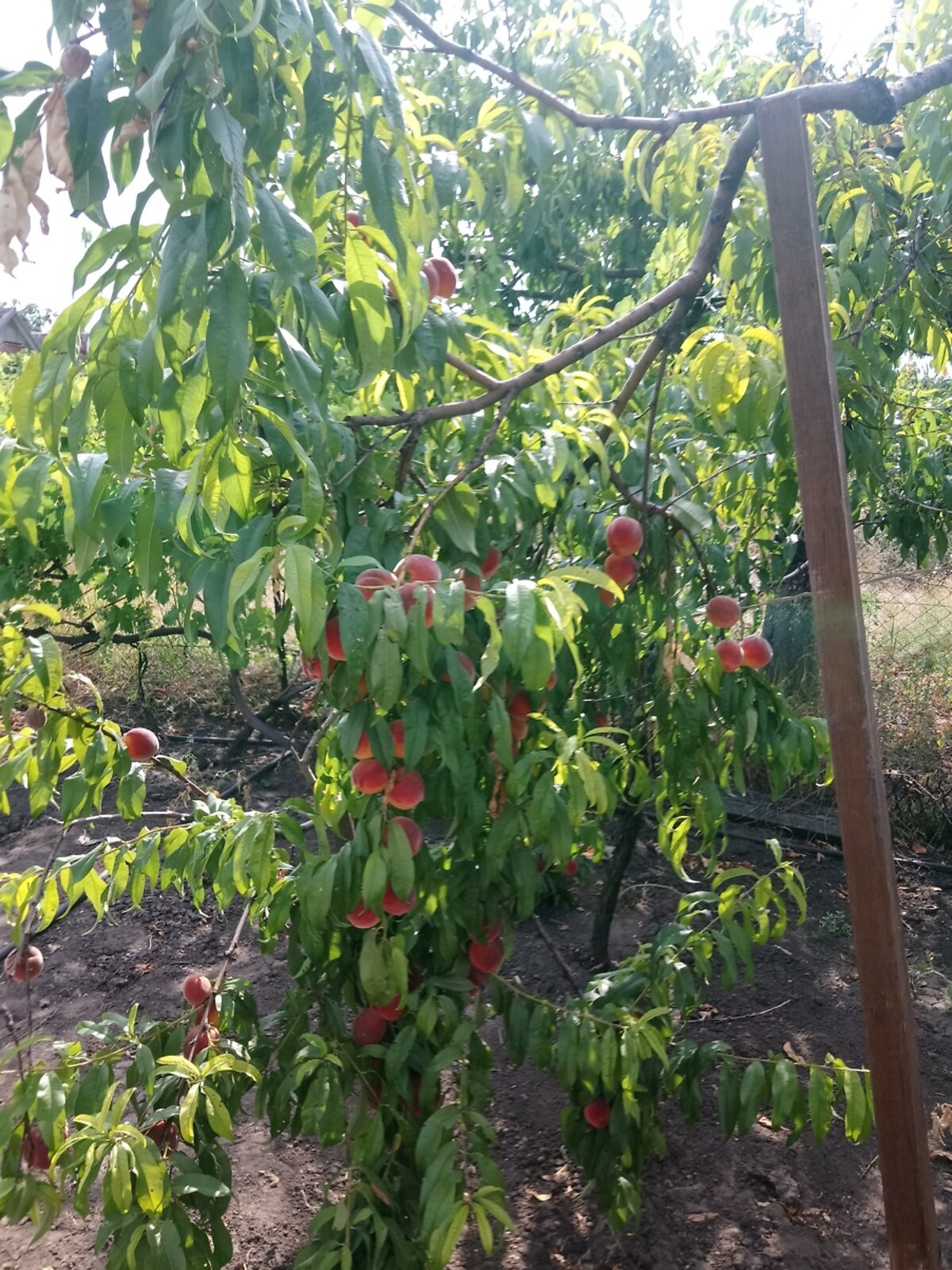 одноповерховий будинок з гаражем, 74 кв. м, монолитно-кирпичный. Продаж в Кривому Розі, район Центрально-Міський фото 1 одноповерховий будинок з гаражем, 74 кв. м, монолитно-кирпичный. Продаж в Кривому Розі, район Центрально-Міський фото 1