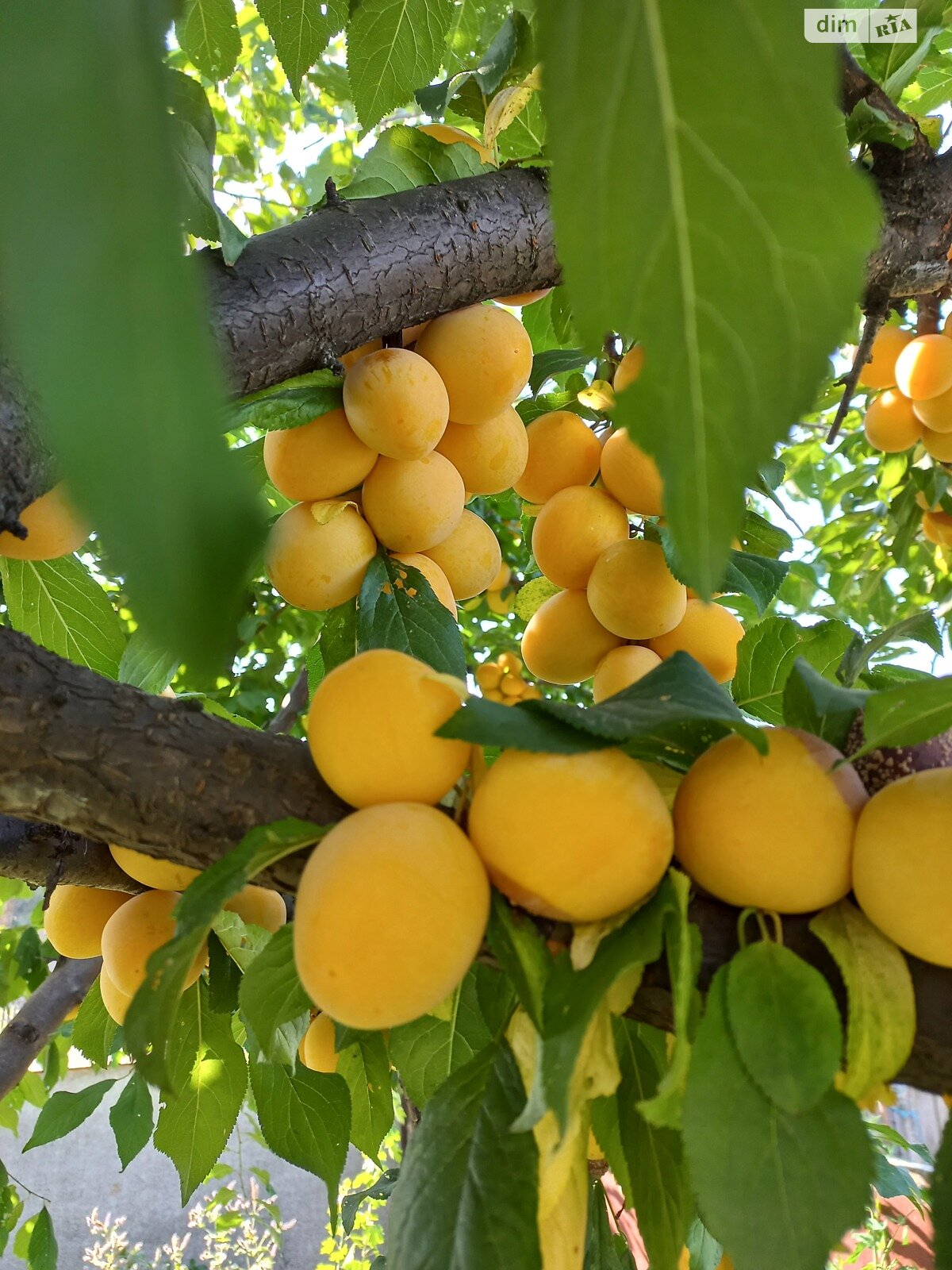 двухэтажный дом с верандой, 184.5 кв. м, дерево и кирпич. Продажа в Лихолетках фото 1