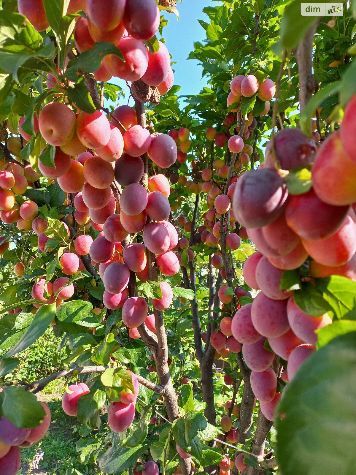 двухэтажный дом с верандой, 184.5 кв. м, дерево и кирпич. Продажа в Лихолетках фото 1