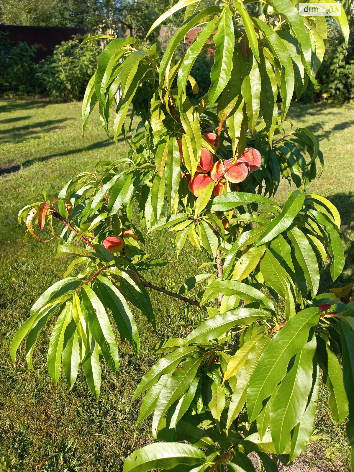 двухэтажный дом с верандой, 184.5 кв. м, дерево и кирпич. Продажа в Лихолетках фото 1