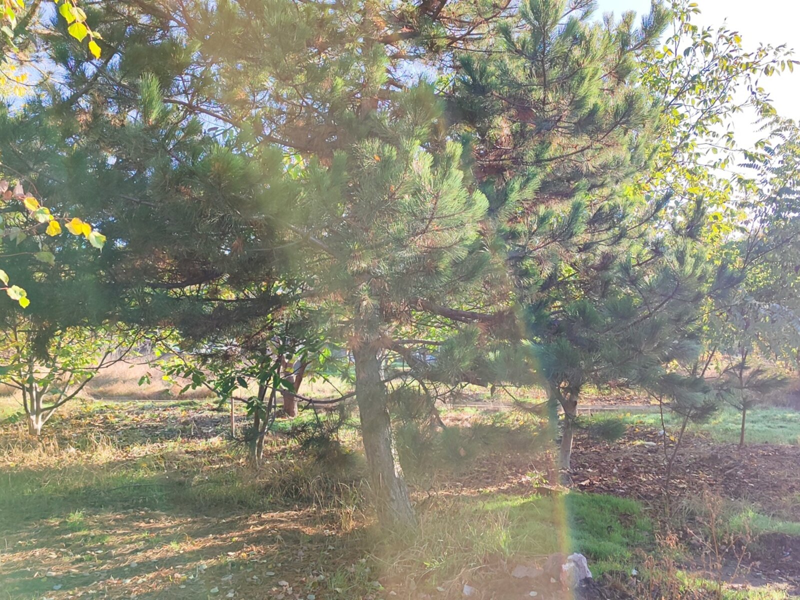 одноповерховий будинок з верандою, 50 кв. м, цегла. Продаж в Лиманці, район Червоний Хутір фото 1 одноповерховий будинок з верандою, 50 кв. м, цегла. Продаж в Лиманці, район Червоний Хутір фото 1