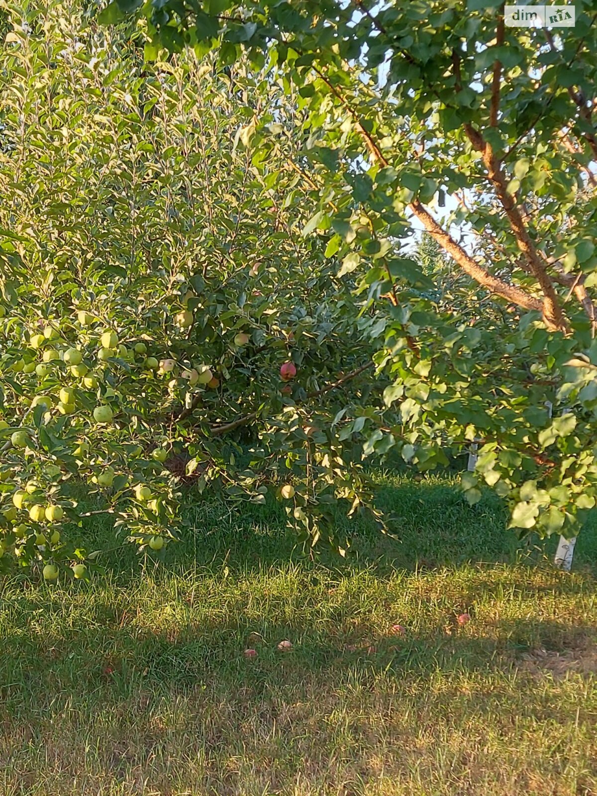 одноэтажный дом с гаражом, 110 кв. м, ракушечник (ракушняк). Продажа в Литине район Литин фото 1