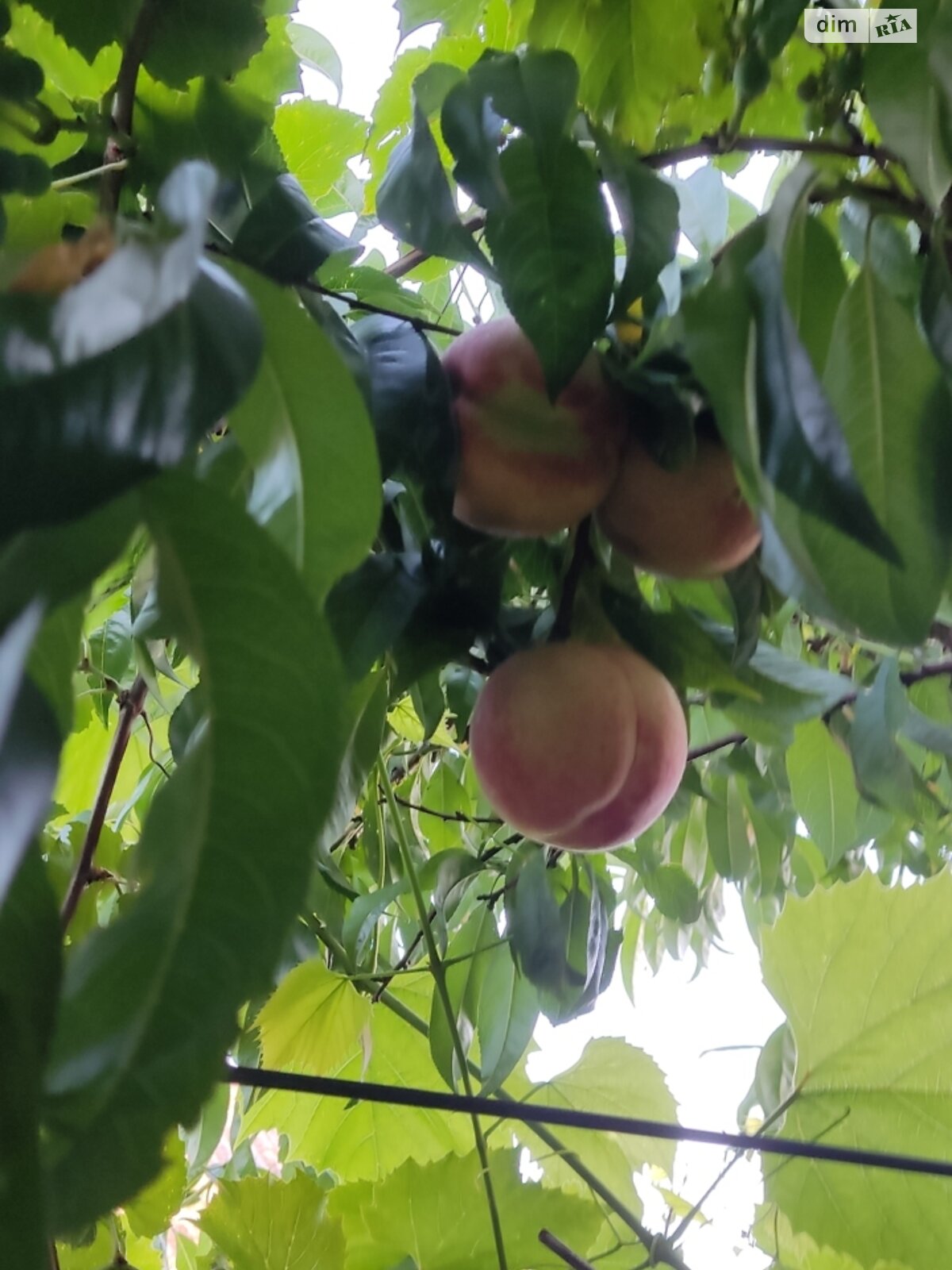 одноповерховий будинок з меблями, 69.6 кв. м, глинобитный. Продаж у Літках фото 1 одноповерховий будинок з меблями, 69.6 кв. м, глинобитный. Продаж у Літках фото 1