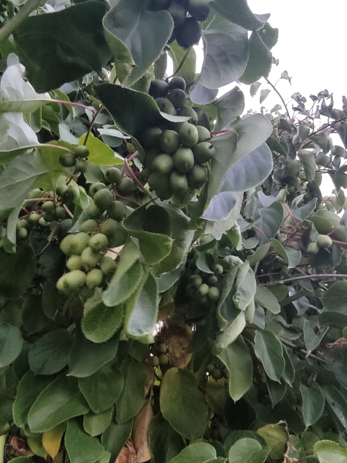 одноповерховий будинок з меблями, 69.6 кв. м, глинобитный. Продаж у Літках фото 1 одноповерховий будинок з меблями, 69.6 кв. м, глинобитный. Продаж у Літках фото 1