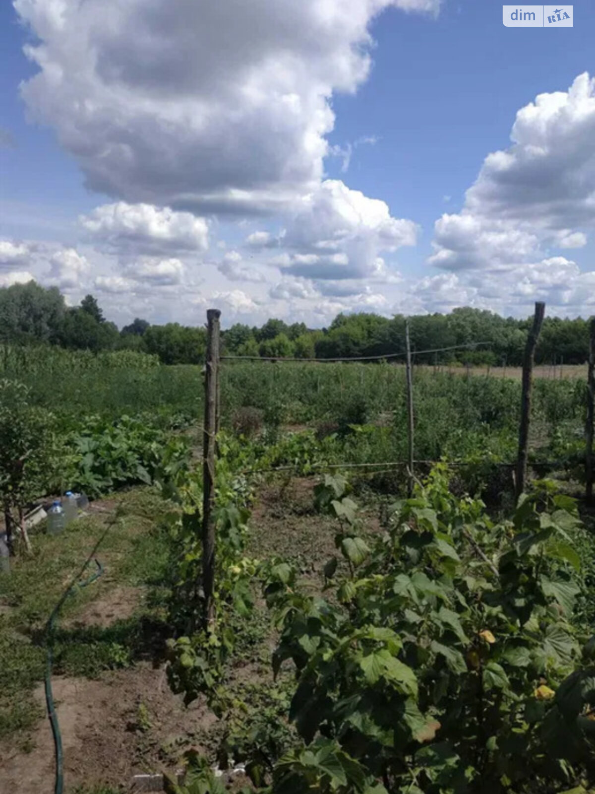 одноповерховий будинок, 75 кв. м, цегла. Продаж у Лохвиці фото 1 одноповерховий будинок, 75 кв. м, цегла. Продаж у Лохвиці фото 1