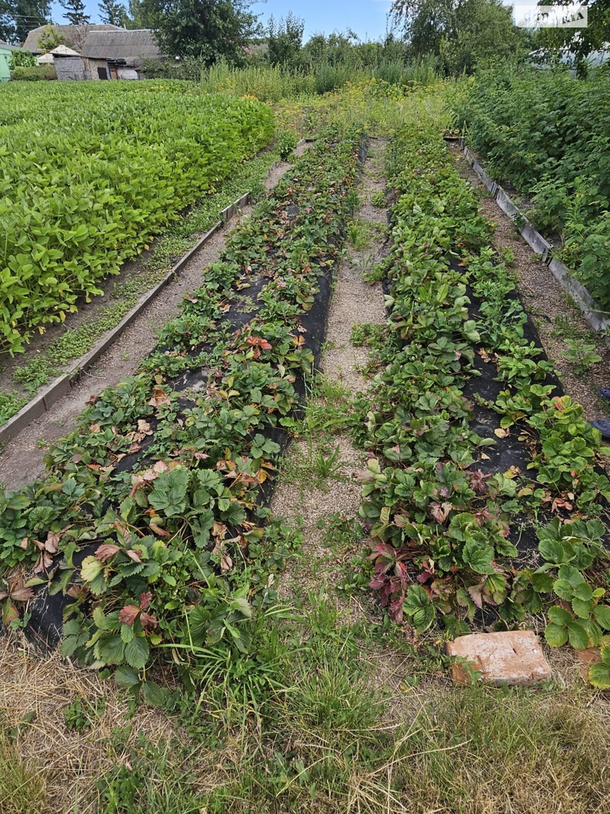 одноповерховий будинок з гаражем, 48.4 кв. м, дерево та цегла. Продаж у Гострій Могилі фото 1