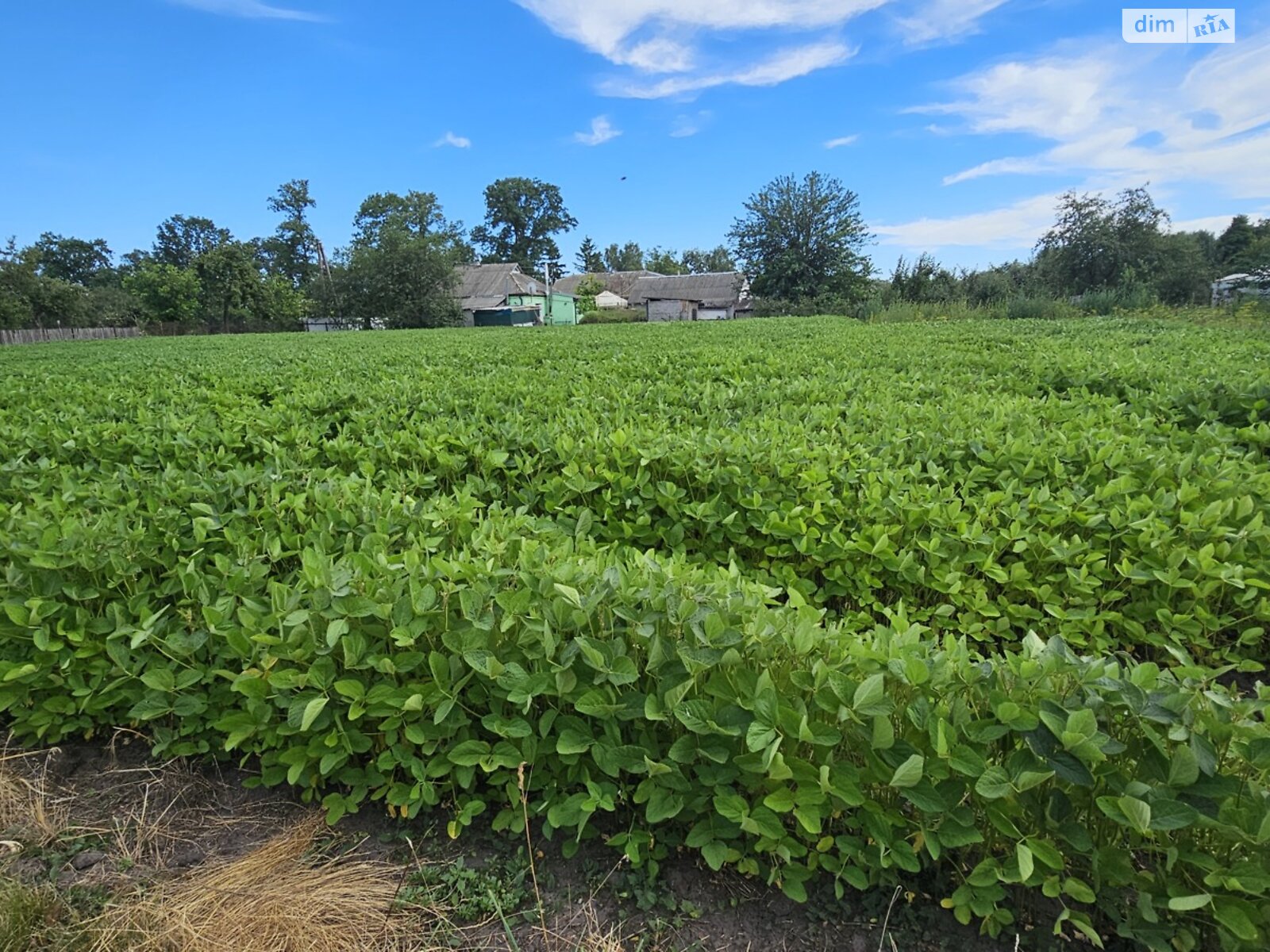 одноповерховий будинок з гаражем, 48.4 кв. м, дерево та цегла. Продаж у Гострій Могилі фото 1