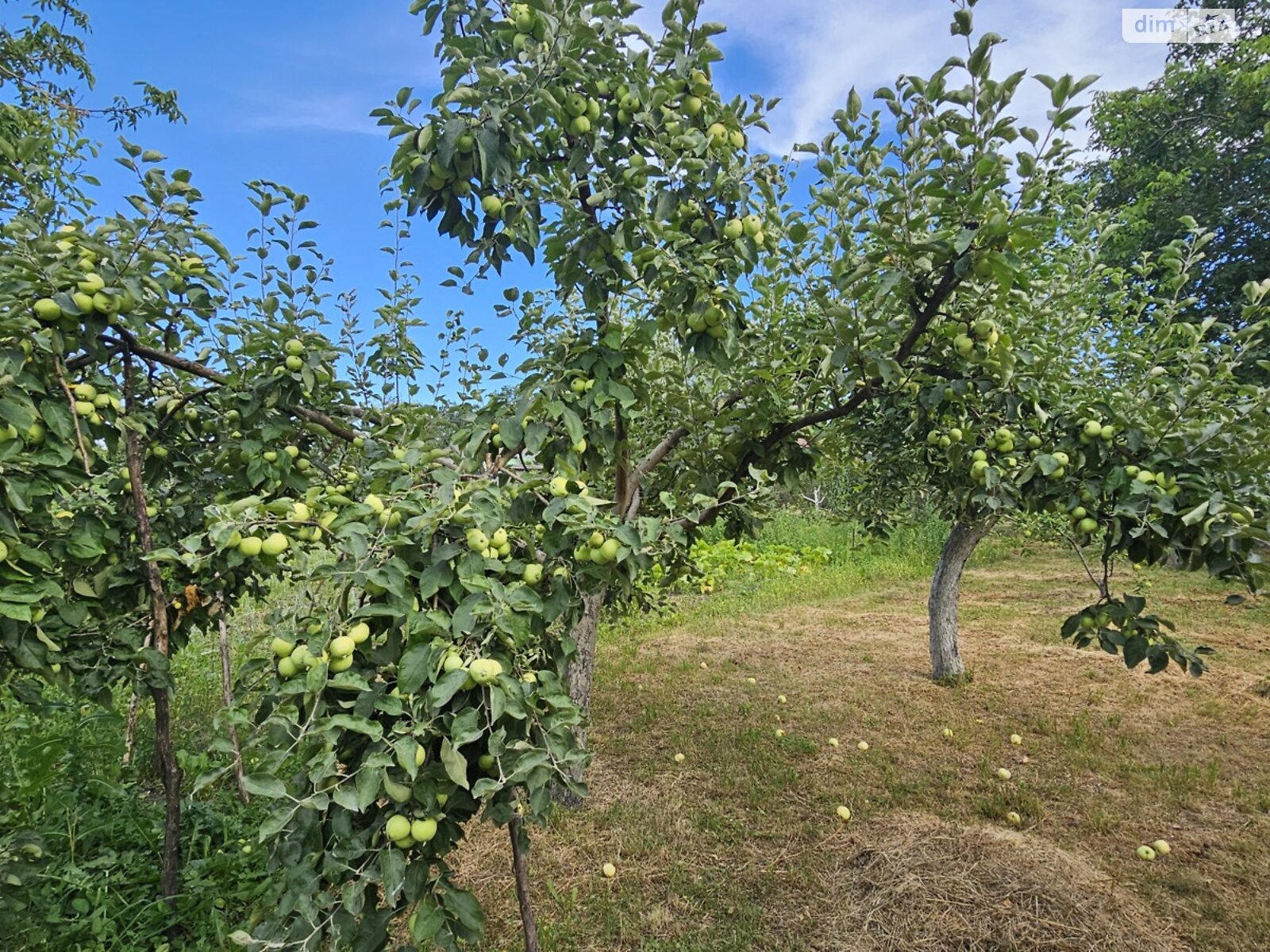 одноповерховий будинок з гаражем, 48.4 кв. м, дерево та цегла. Продаж у Гострій Могилі фото 1