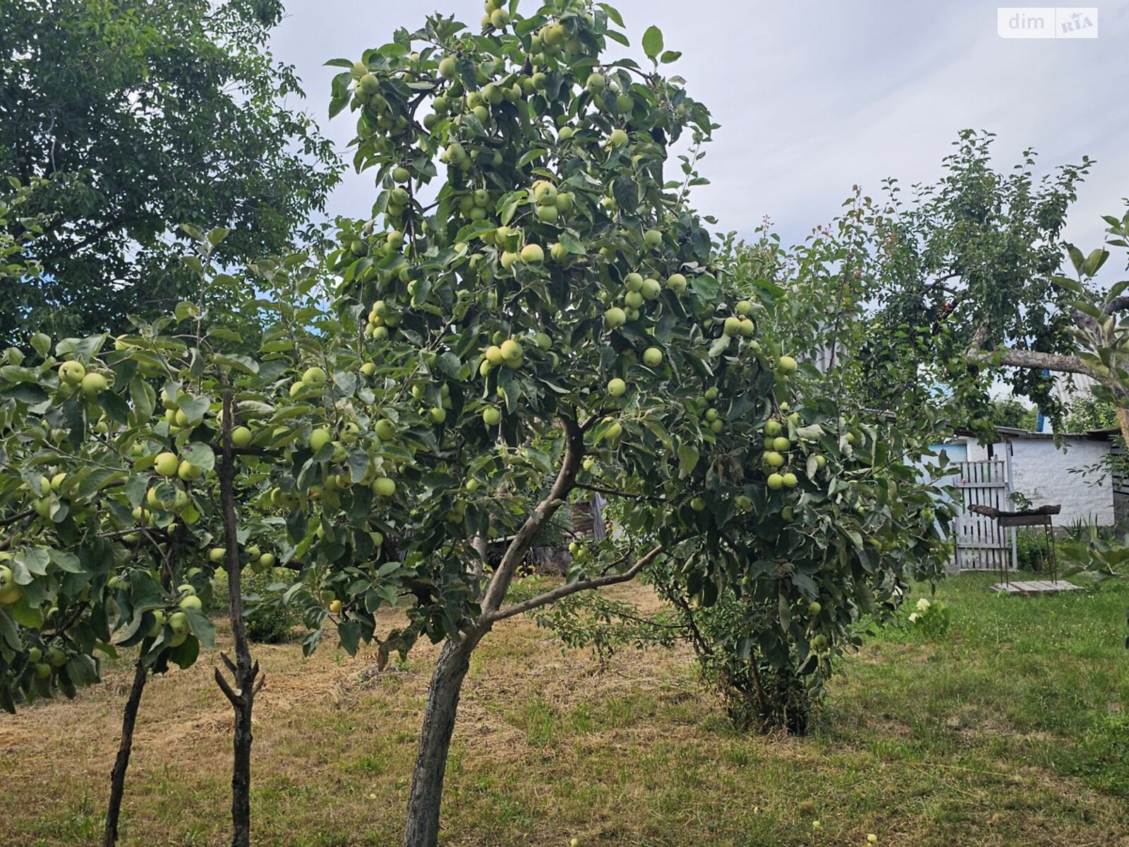 одноповерховий будинок з гаражем, 48.4 кв. м, дерево та цегла. Продаж у Гострій Могилі фото 1