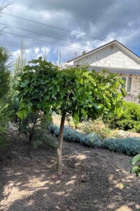 одноповерховий будинок бесідка, 55 кв. м, піноблок. Продаж у Любимівці фото 2