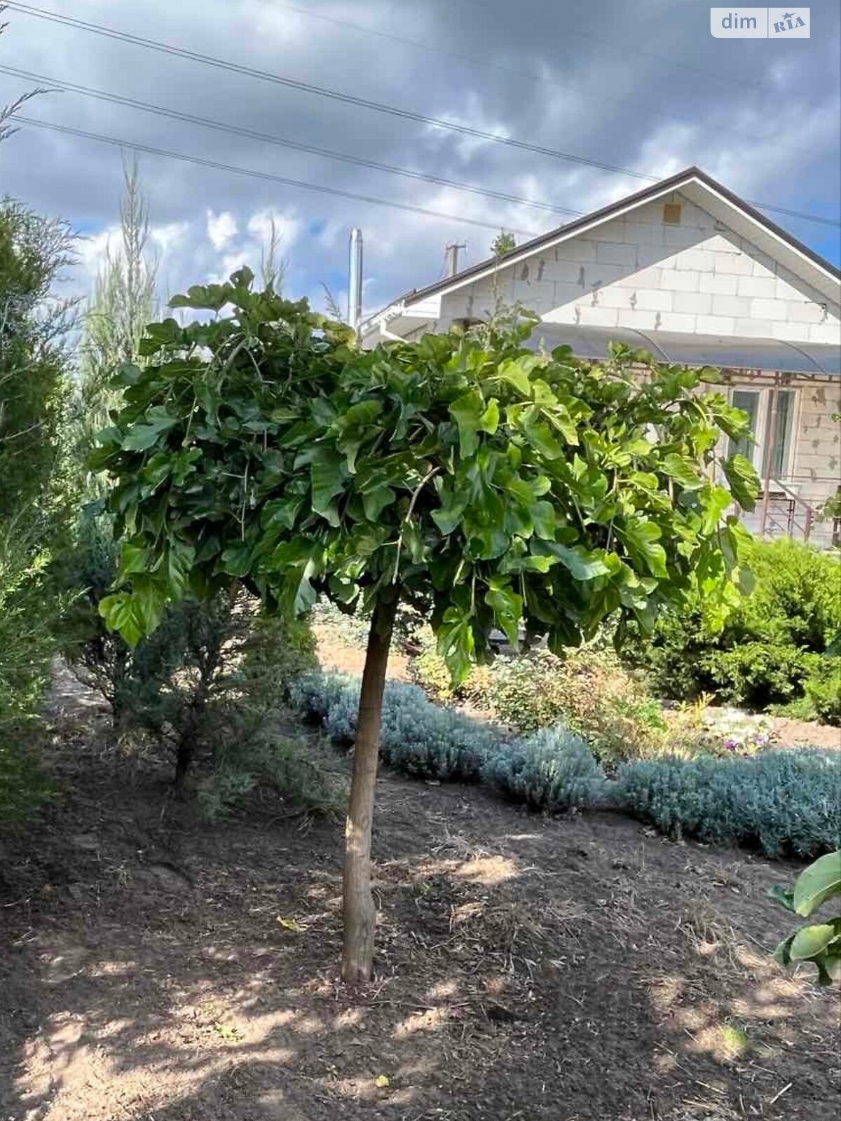 одноповерховий будинок бесідка, 55 кв. м, піноблок. Продаж у Любимівці фото 1