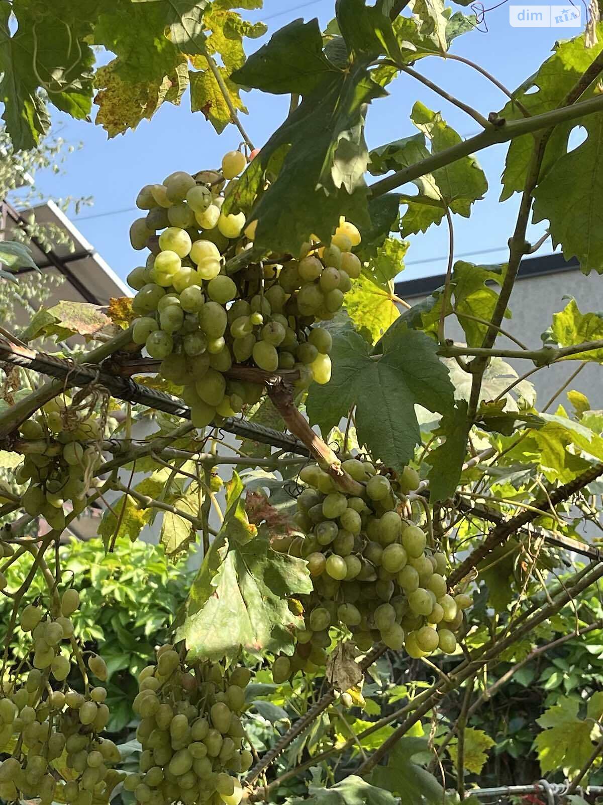 одноповерховий будинок бесідка, 55 кв. м, піноблок. Продаж у Любимівці фото 1