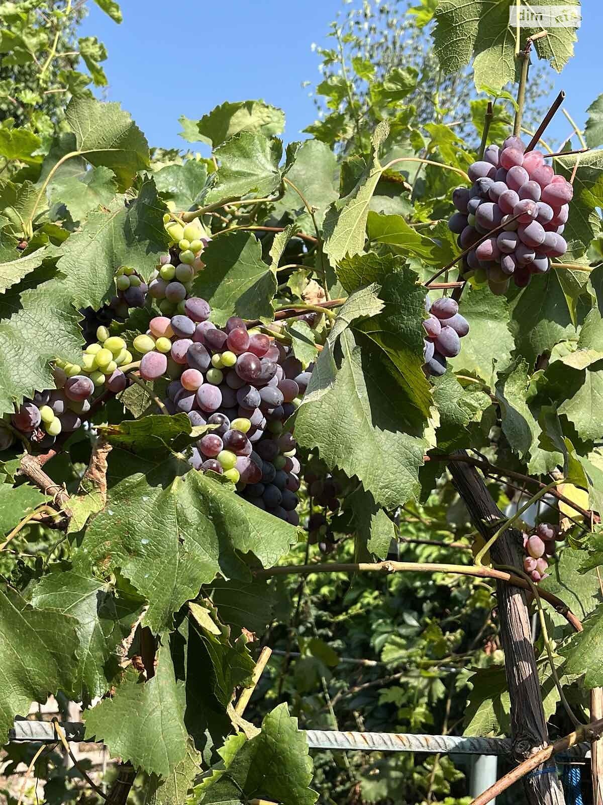 одноповерховий будинок бесідка, 55 кв. м, піноблок. Продаж у Любимівці фото 1