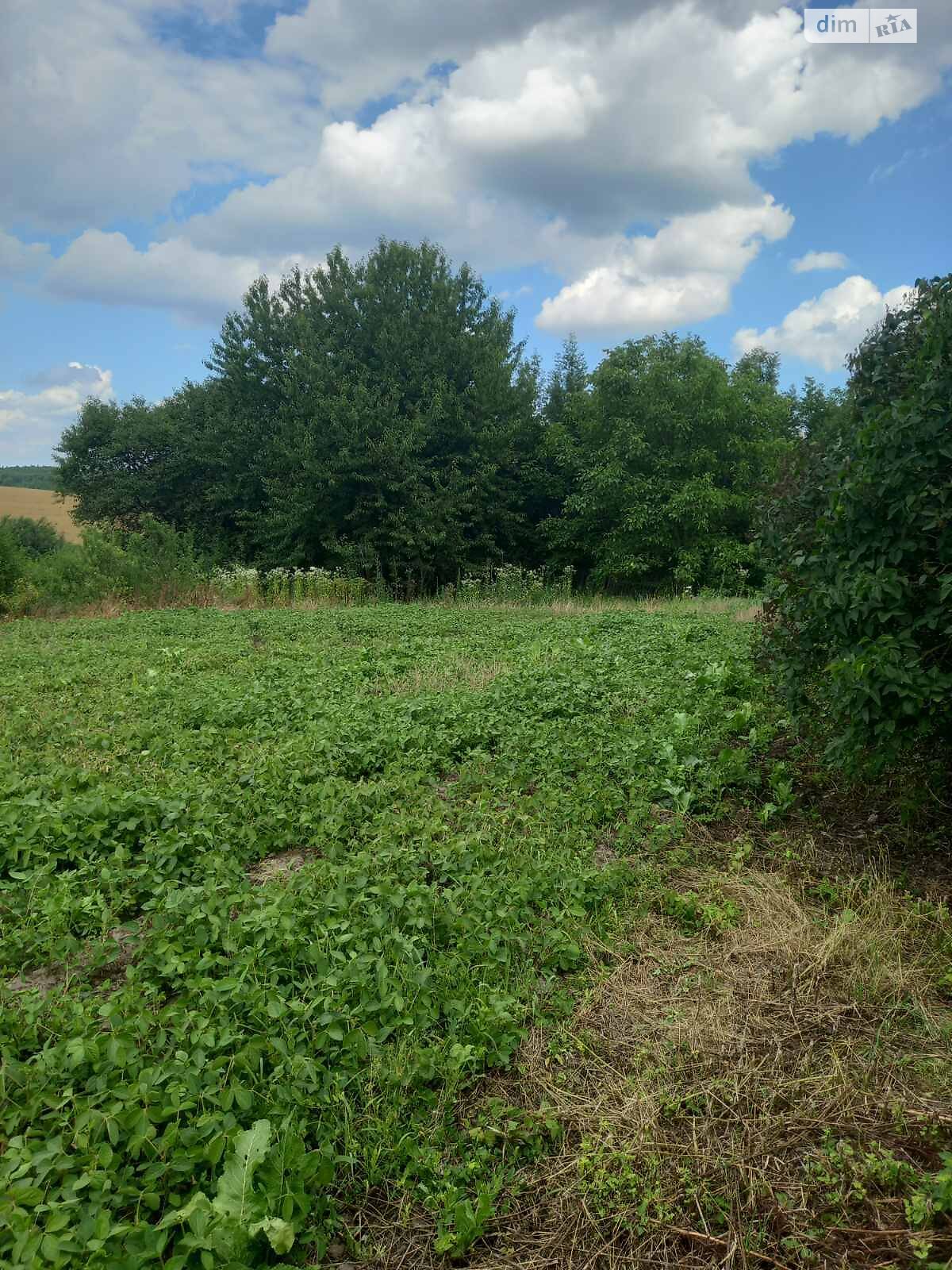 одноповерховий будинок, 50 кв. м, цегла. Продаж у Малій Березовиці фото 1