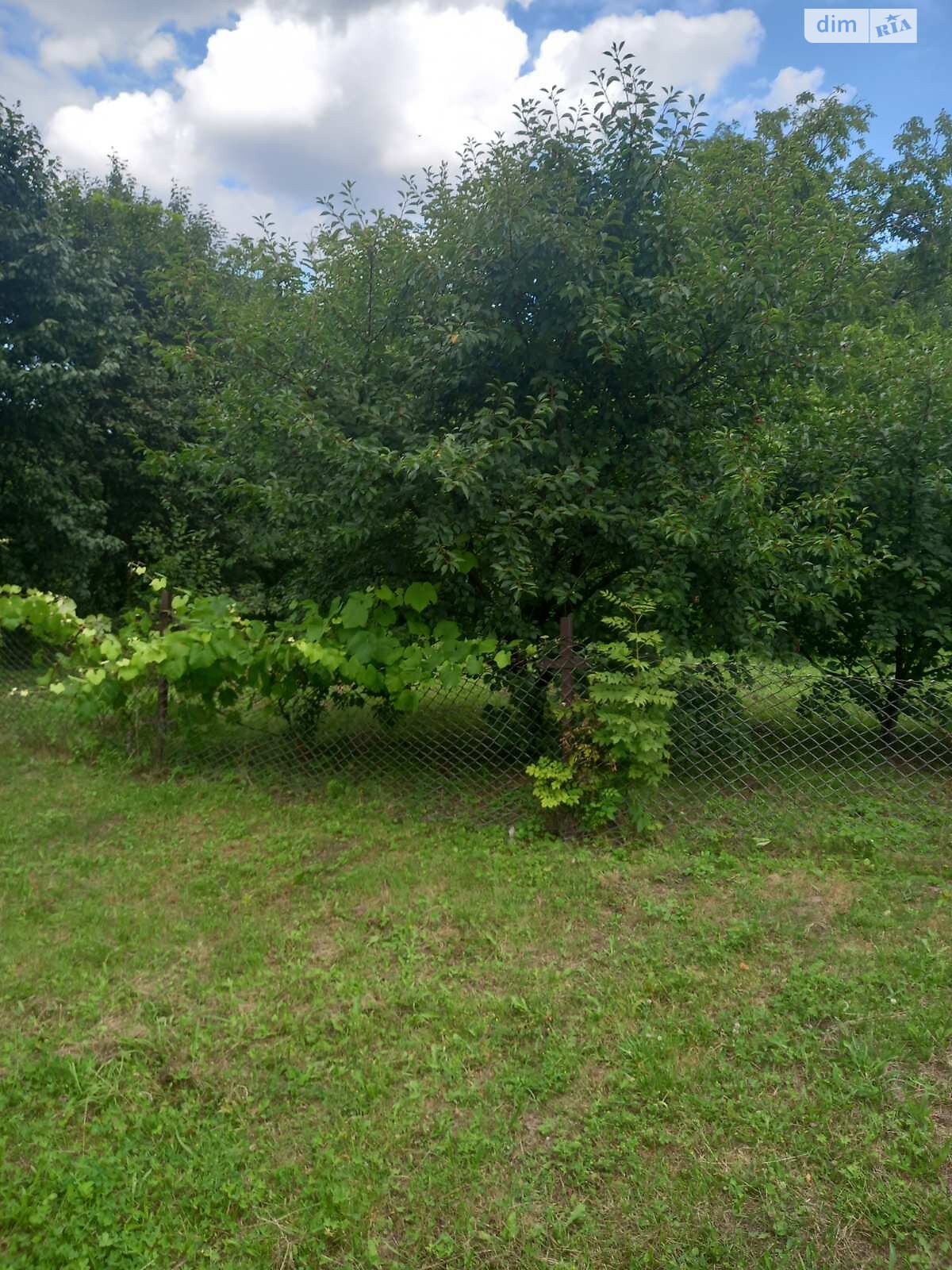 одноповерховий будинок, 50 кв. м, цегла. Продаж у Малій Березовиці фото 1