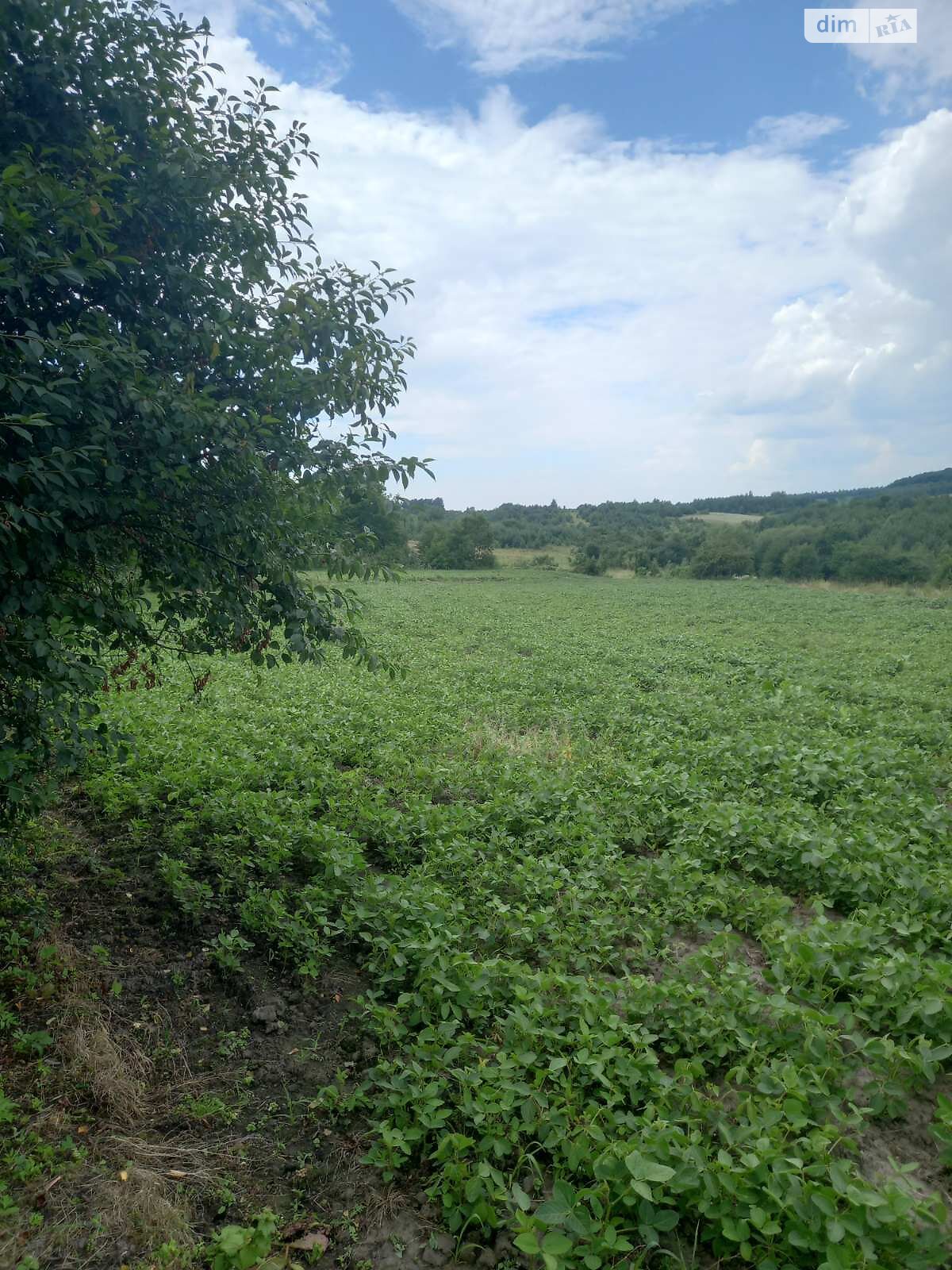 одноповерховий будинок, 50 кв. м, цегла. Продаж у Малій Березовиці фото 1