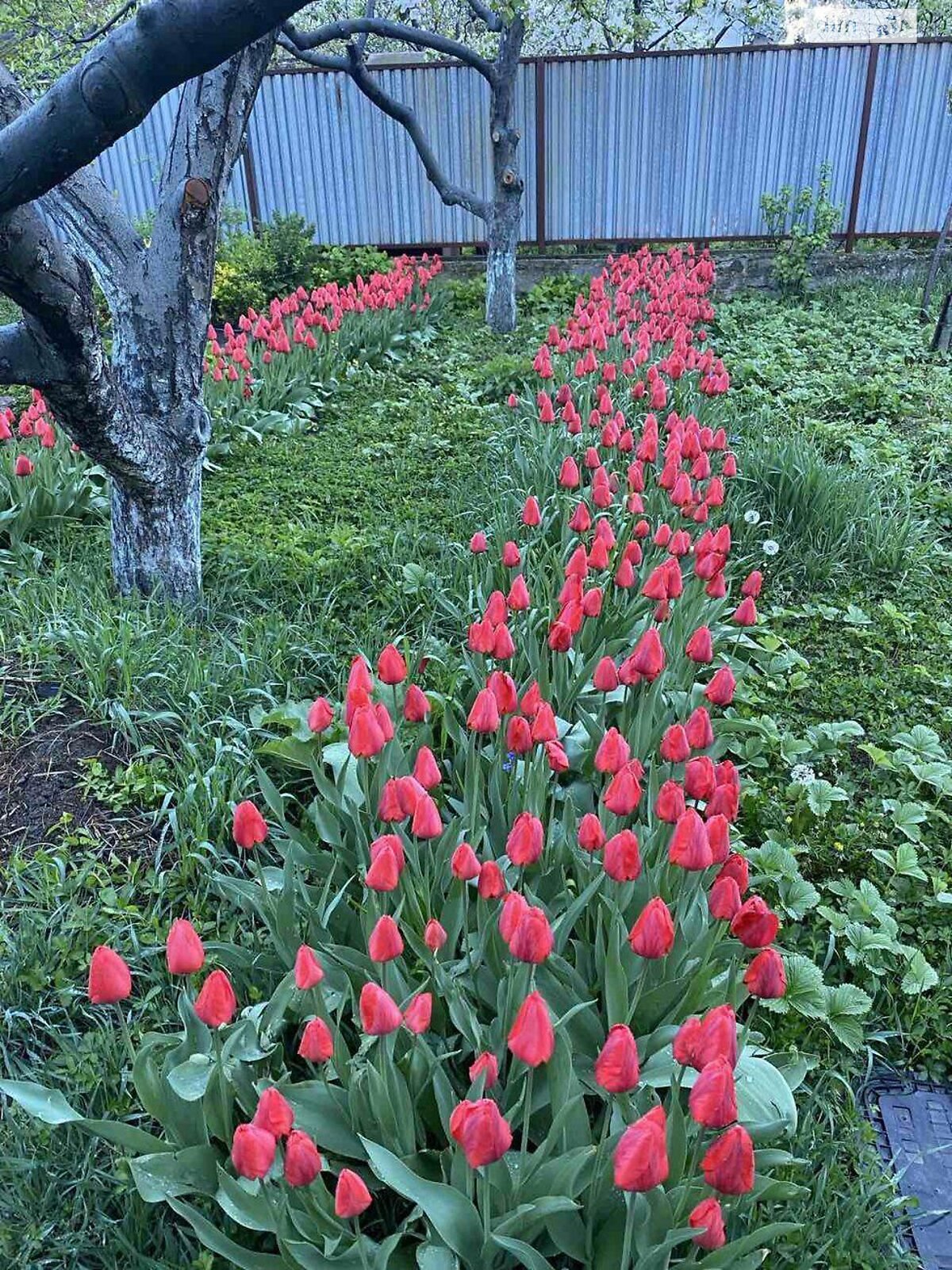 двухэтажный дом, 390 кв. м, кирпич. Продажа в Минае фото 1