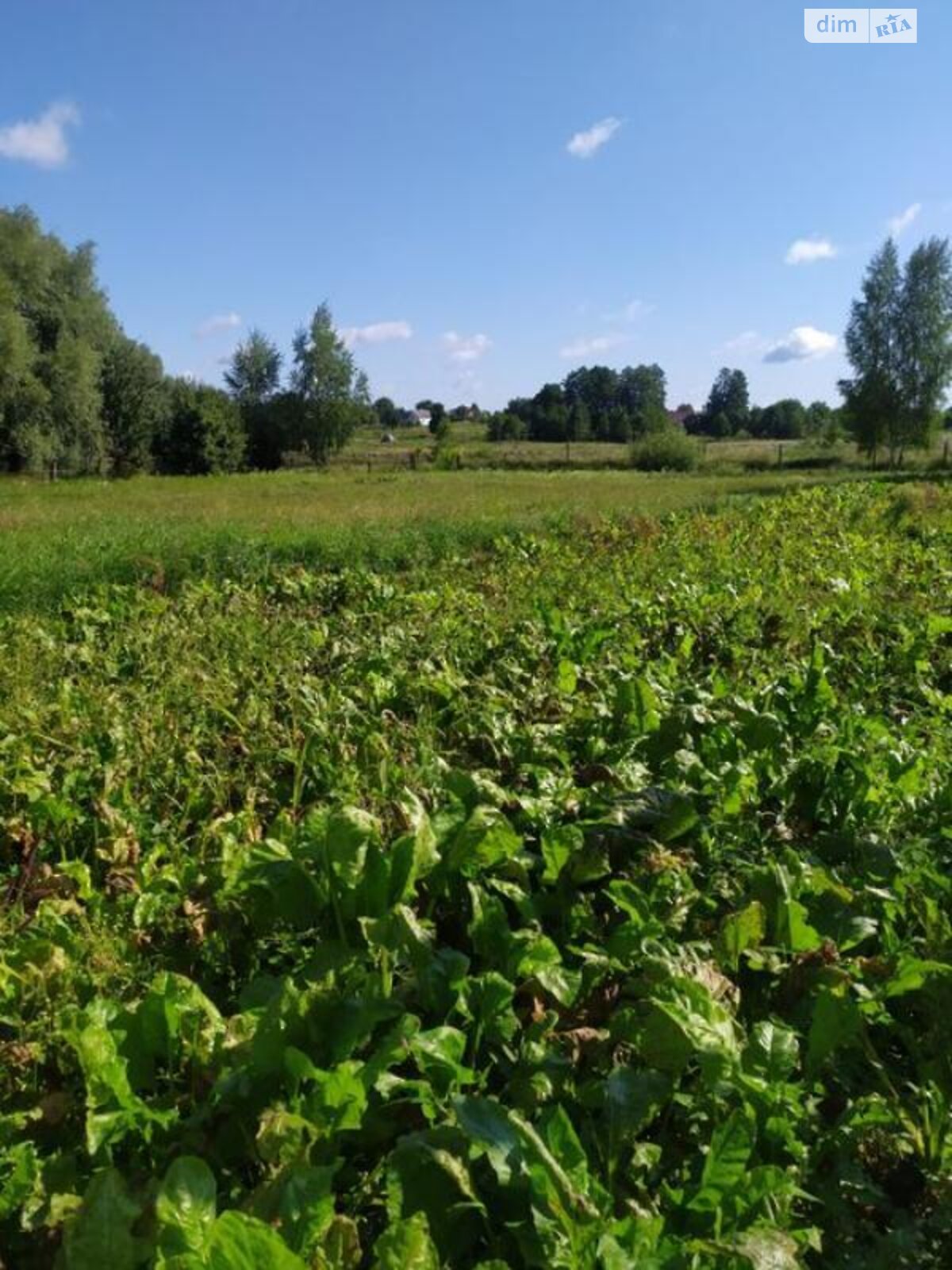 одноповерховий будинок з верандою, 110 кв. м, зруб. Продаж у Наталівці фото 1 одноповерховий будинок з верандою, 110 кв. м, зруб. Продаж у Наталівці фото 1