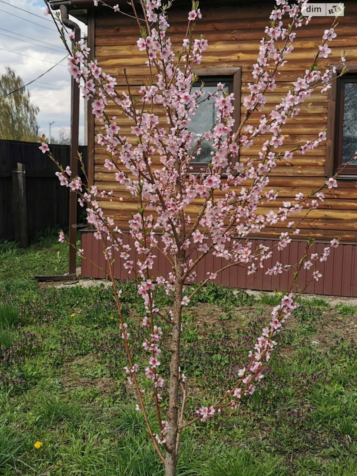 двоповерховий будинок, 220 кв. м, цегла. Продаж у Ніжині фото 1