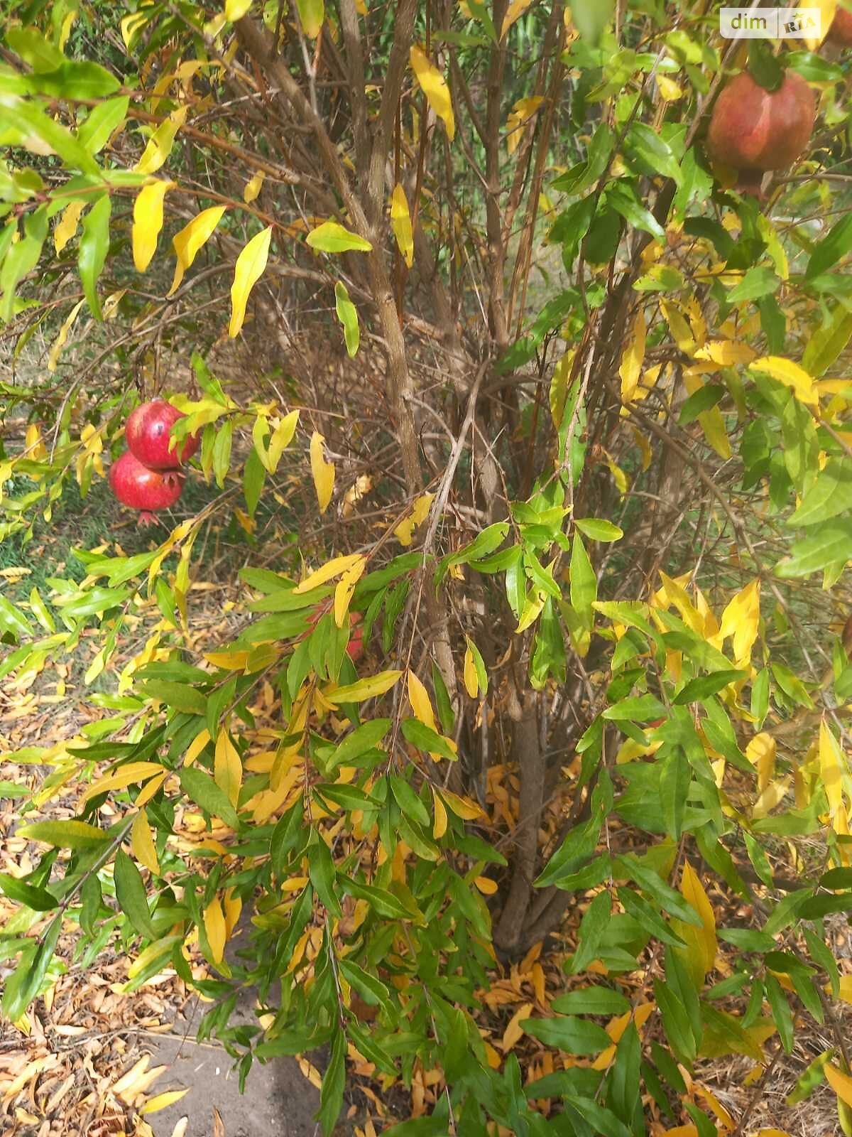 одноэтажный дом с верандой, 61 кв. м, ракушечник (ракушняк). Продажа в Николаеве район Корабельный фото 1 одноэтажный дом с верандой, 61 кв. м, ракушечник (ракушняк). Продажа в Николаеве район Корабельный фото 1