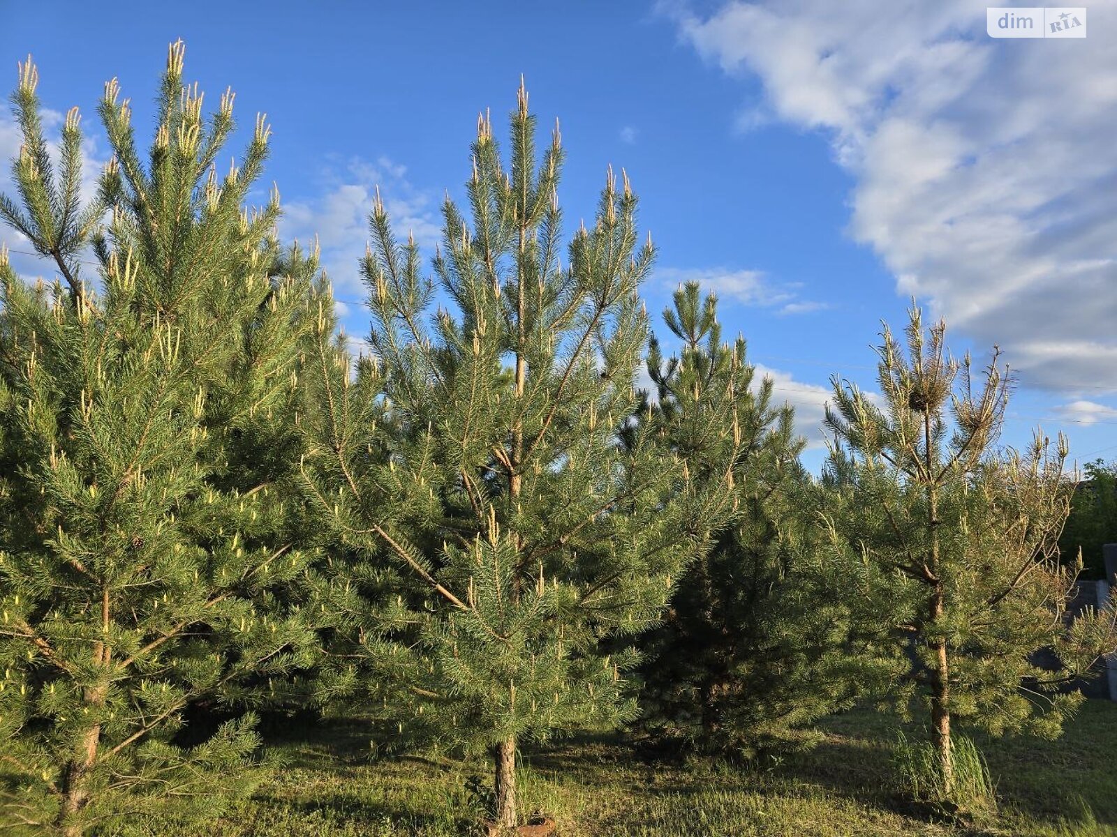 двоповерховий будинок з опаленням, 160 кв. м, керамічний блок. Продаж у Миколаївці фото 1