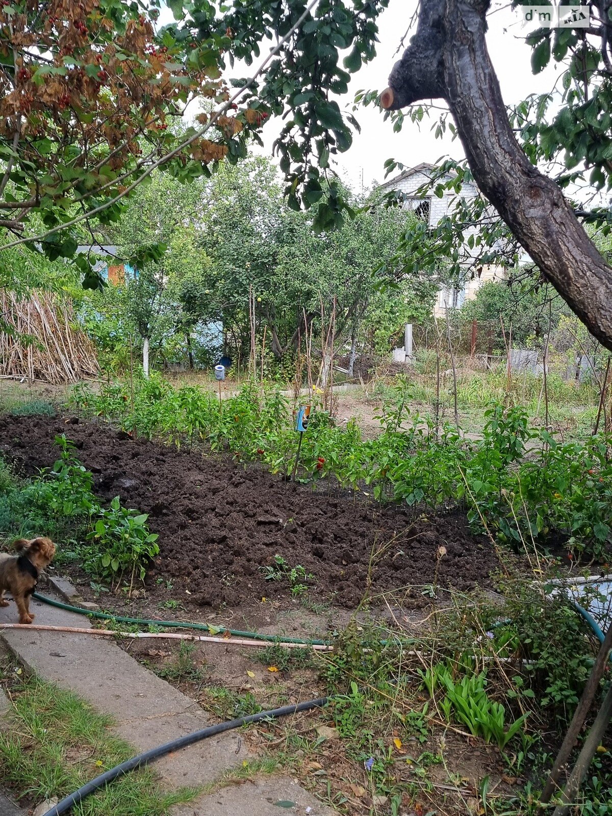 двоповерховий будинок з верандою, 120 кв. м, цегла. Продаж у Новій Дофінівці фото 1 двоповерховий будинок з верандою, 120 кв. м, цегла. Продаж у Новій Дофінівці фото 1