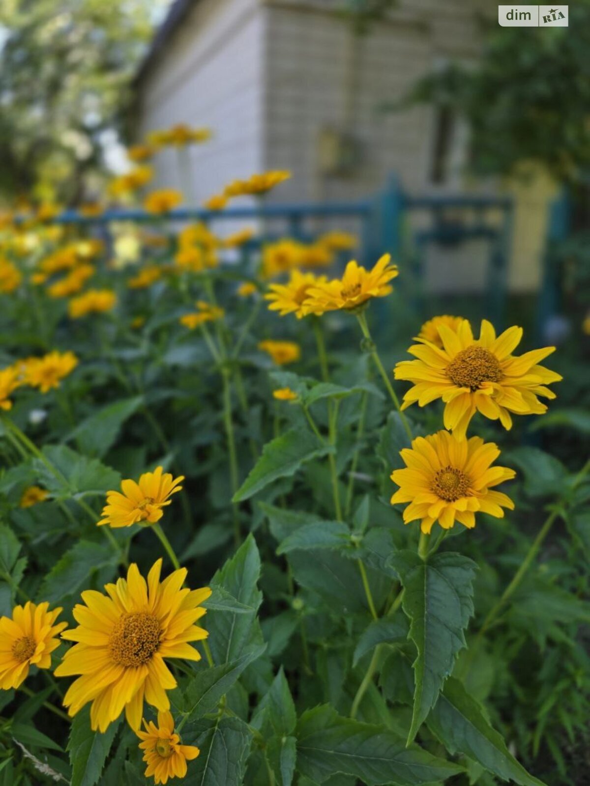 одноэтажный дом с отоплением, 49 кв. м, кирпич. Продажа в Новой Украинке фото 1