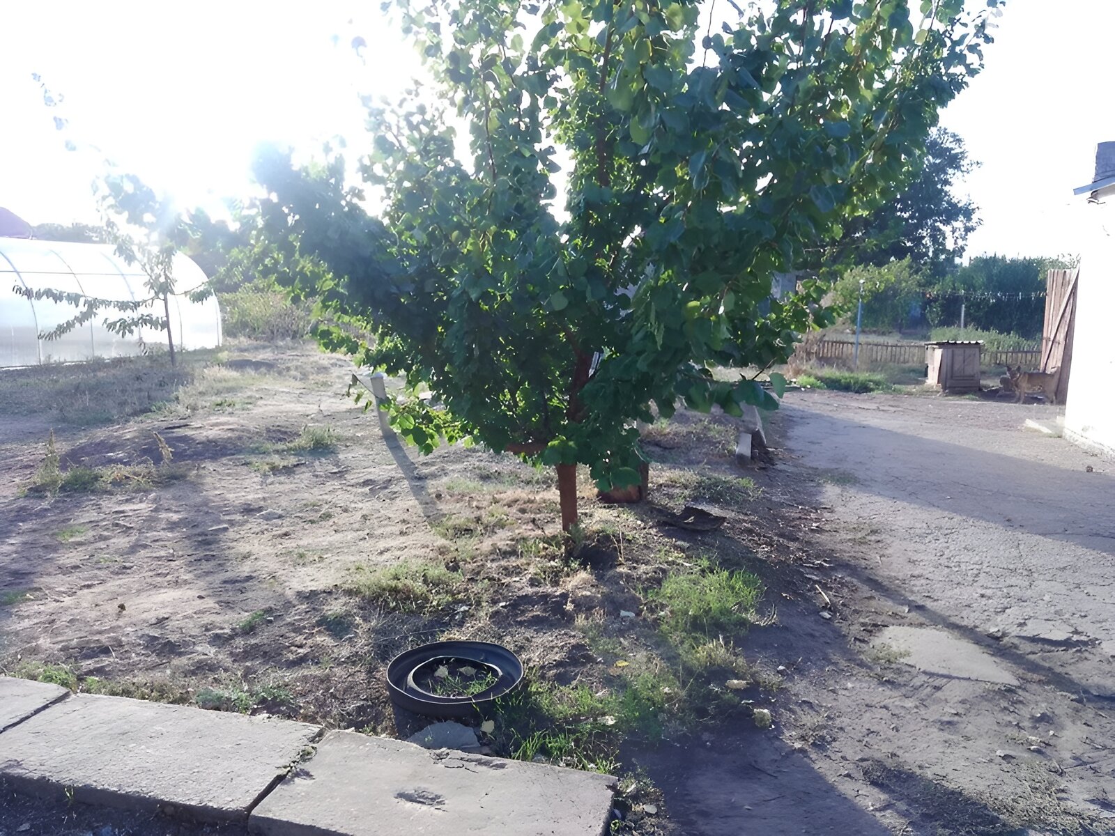 одноповерховий будинок з верандою, 57 кв. м, шлакоблок. Продаж у Новомиколаївці фото 1 одноповерховий будинок з верандою, 57 кв. м, шлакоблок. Продаж у Новомиколаївці фото 1