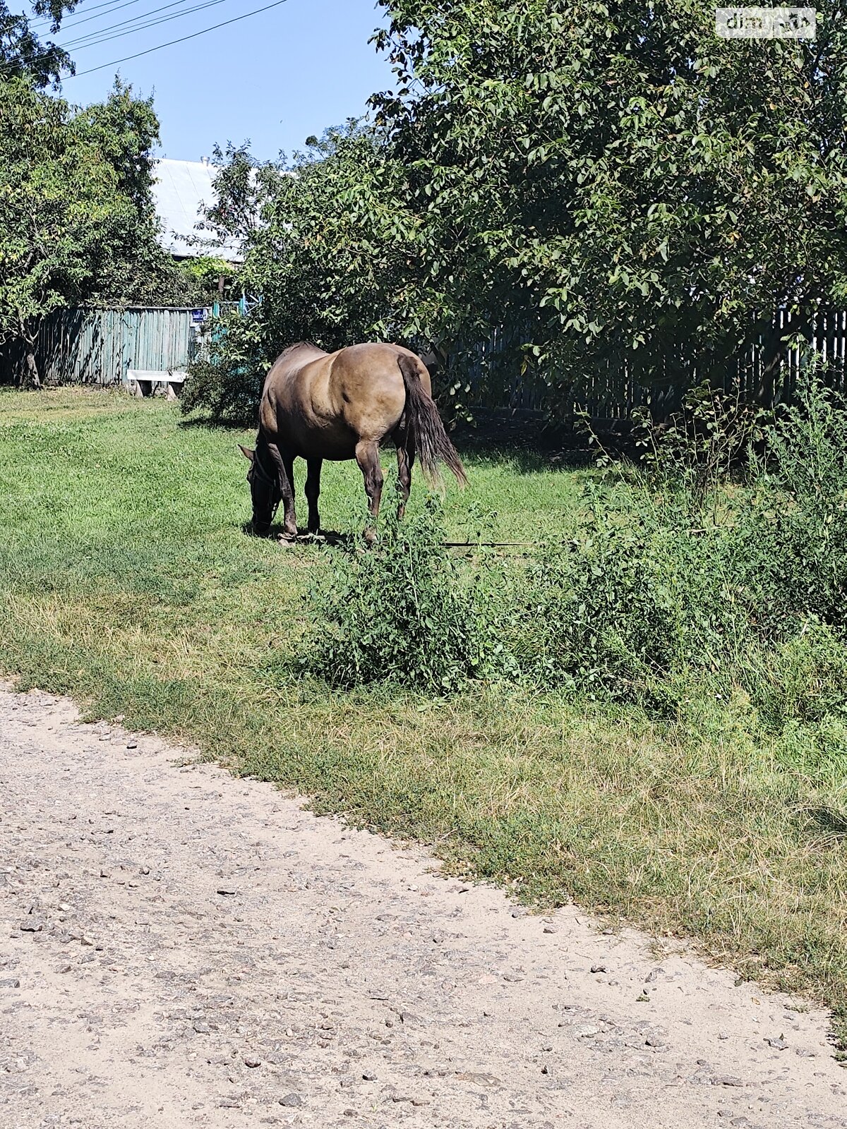 одноповерховий будинок з верандою, 100 кв. м, дерево та цегла. Продаж у Паволочі фото 1