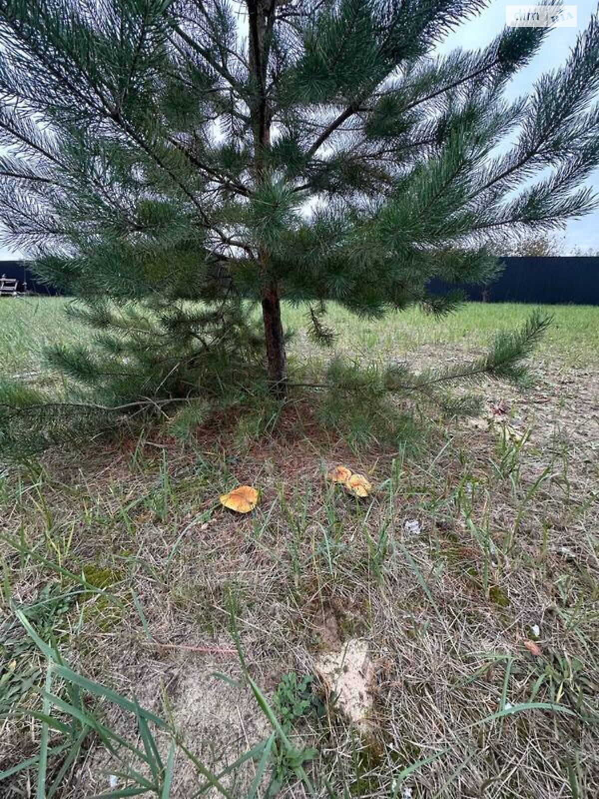 одноповерховий будинок, 159 кв. м, цегла. Продаж у Плютах фото 1 одноповерховий будинок, 159 кв. м, цегла. Продаж у Плютах фото 1