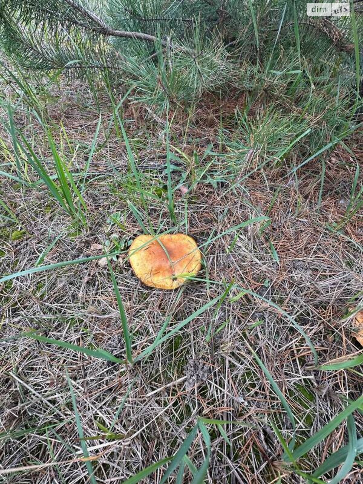 одноповерховий будинок, 159 кв. м, цегла. Продаж у Плютах фото 1 одноповерховий будинок, 159 кв. м, цегла. Продаж у Плютах фото 1