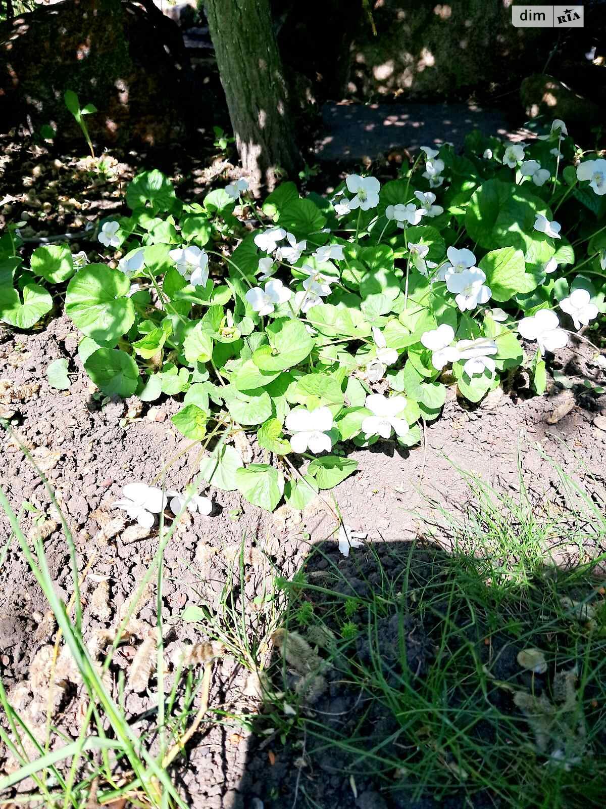 двоповерховий будинок з верандою, 260 кв. м, цегла. Продаж у Підгайцях фото 1 двоповерховий будинок з верандою, 260 кв. м, цегла. Продаж у Підгайцях фото 1