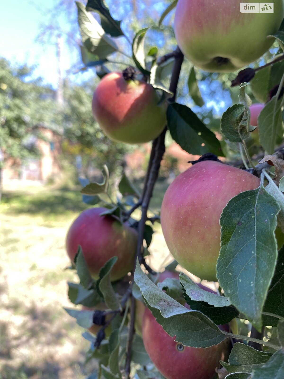 одноповерховий будинок бесідка, 45 кв. м, шлакоблок. Продаж у Підгородньому фото 1 одноповерховий будинок бесідка, 45 кв. м, шлакоблок. Продаж у Підгородньому фото 1