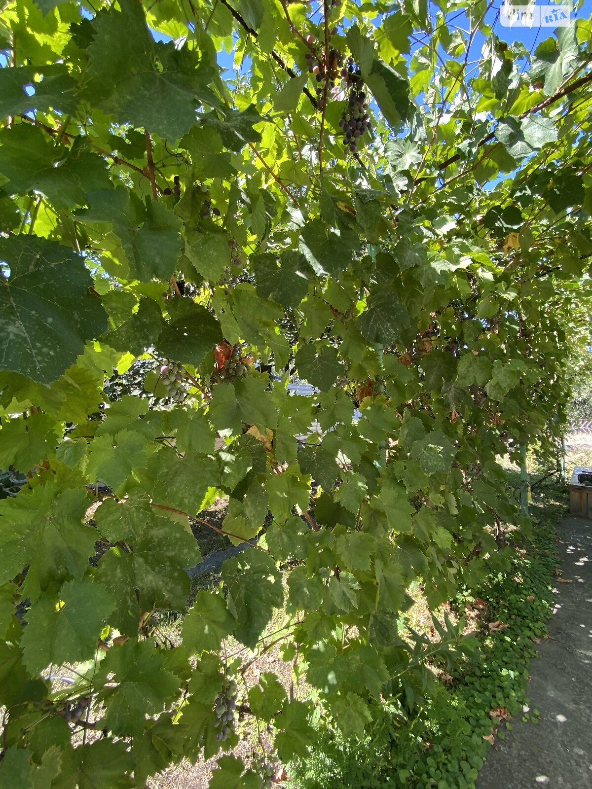 одноповерховий будинок бесідка, 45 кв. м, шлакоблок. Продаж у Підгородньому фото 1 одноповерховий будинок бесідка, 45 кв. м, шлакоблок. Продаж у Підгородньому фото 1