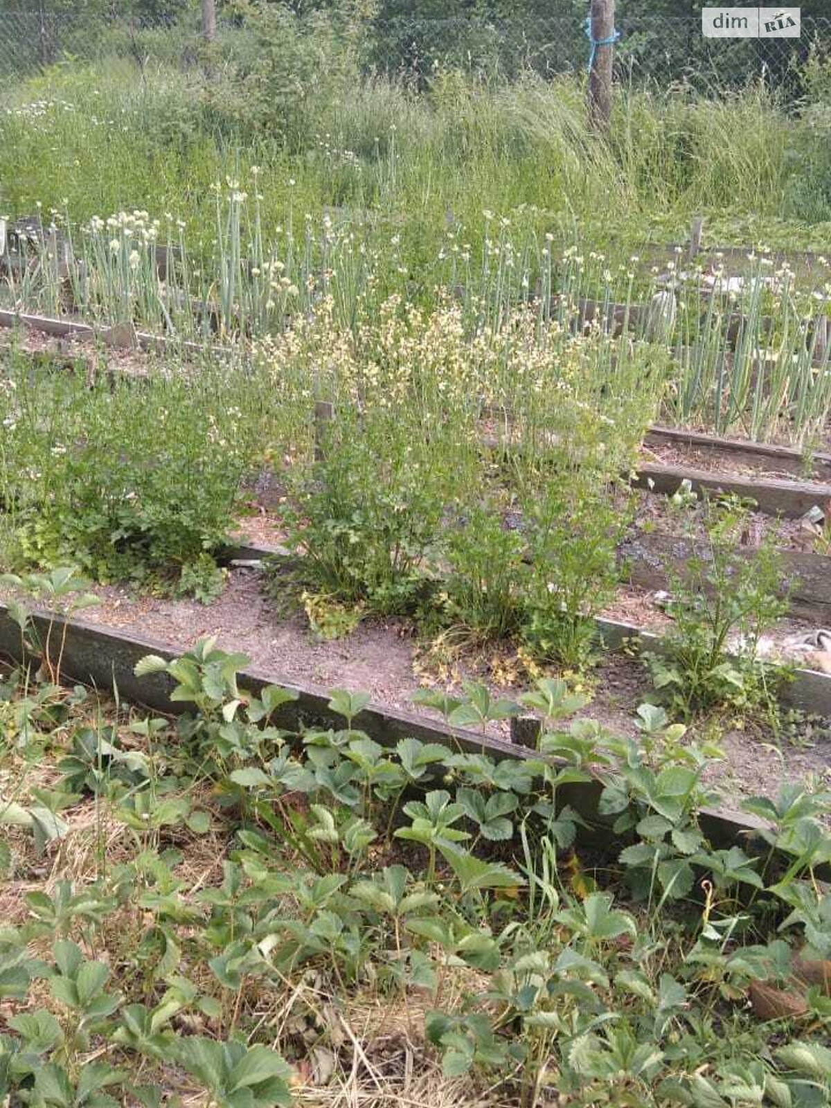 одноповерховий будинок з верандою, 56 кв. м, цегла. Продаж у Поліському фото 1 одноповерховий будинок з верандою, 56 кв. м, цегла. Продаж у Поліському фото 1
